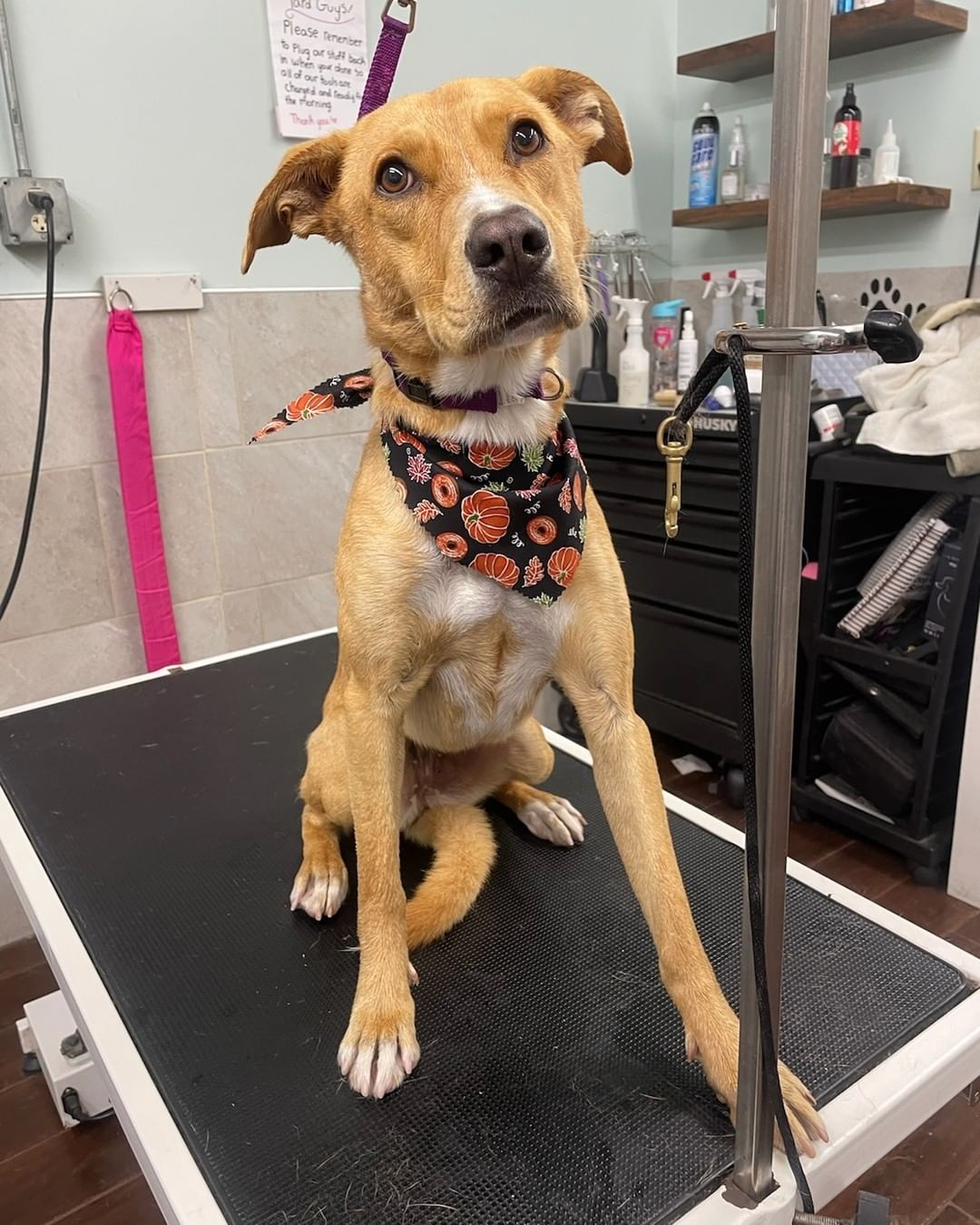 Does anyone recognize this girl? She was found on New Turnpike Rd in Town of Johnstown/Ephratah. She was brought to Harvey's and had a bath and 40 ticks removed. Please message us here or call the shelter at 518-725-5956 with info!