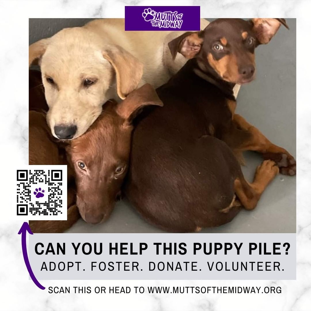 This puppy pile is at one of our partner shelters, and it takes a team of humans to rally around one dog to save their life! 

Whether you can adopt, foster, donate or volunteer, shelter dogs need help now. 

Be a part of the lifesaving team to get these three out of the shelter and onto the good life with Mutts of the Midway! Comment below how you can help.