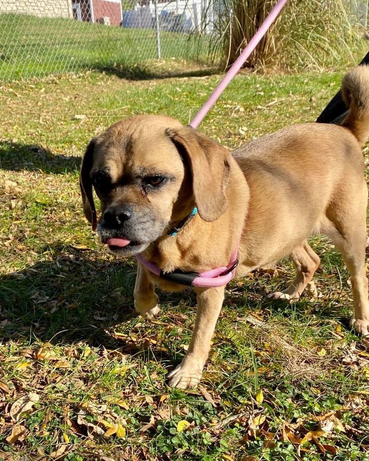 This gorgeous gal is German Butterball Potato, and she is 100% ready for a home to call her own! 🥔

At 12 years old, Butterball is looking for an adopter who will dedicate plenty of time to spoiling her rotten. She was found as a stray, wandering the streets of St. Charles, but that's no way to spend golden years. Instead, her golden years should be full of yummy treats, cozy couches, and hours soaking up the sun!

Help us find this sweet, senior pug a loving home ASAP! Apply here: fiveacresanimalshelter.org/adopt/adoptable-pets-dogs 🐾 <a target='_blank' href='https://www.instagram.com/explore/tags/fiveacresanimalshelter/'>#fiveacresanimalshelter</a> <a target='_blank' href='https://www.instagram.com/explore/tags/safesoundandhomewardbound/'>#safesoundandhomewardbound</a> <a target='_blank' href='https://www.instagram.com/explore/tags/adoptdontshop/'>#adoptdontshop</a>