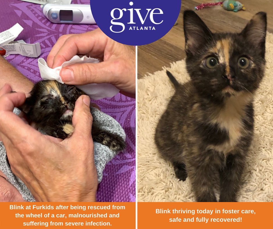 Furkids has LESS than 17 hrs to reach our Give Atlanta goal‼️

Our competition is right on our tails, so we urgently need your support to help us win the 1st prize of $8,000 for our homeless, traumatized animals like Blink...

Blink was found in the wheel of a car, malnourished and abandoned. Her eyes were so infected they were sealed shut, her temp and weight were critically low, and she was infected with a parasite. Thanks to our vets and one incredible foster mama, Blink has now fully recovered and will be available for adoption THIS Thursday!😻 

Countless helpless animals like Blink need saving now, and your generosity helps Furkids heal them and find them deserving homes! Can you help us during these final moments of Give Atlanta by donating to our lifesaving cause?🧡 Thank you! (Link in bio to donate)