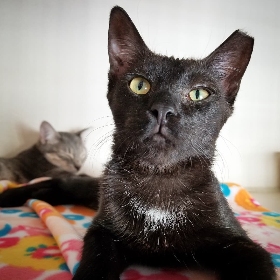 🐱 Kittens Seymore (grey tabby) and his sister Belladonna (pantherette) discovered a new toy from @fantasticosas at our adoption event this past weekend 🧶

These two sweethearts love playing and napping together. We would love for them to find their FURever home together 😻

You can meet Seymore and Belladonna inside our PETCO Cat Lounge at PETCO Metro 2784 W Peoria Ave in Phoenix.
Hours: 5:30-7:00pm Monday-Saturday and 5-6:30pm on Sundays. 

Or email us at: allaboutanimalsaz@gmail.com for more information or to schedule a meet and greet 💖💖

<a target='_blank' href='https://www.instagram.com/explore/tags/allaboutanimalsrescueaz/'>#allaboutanimalsrescueaz</a> <a target='_blank' href='https://www.instagram.com/explore/tags/savealife/'>#savealife</a> <a target='_blank' href='https://www.instagram.com/explore/tags/adoptus/'>#adoptus</a> <a target='_blank' href='https://www.instagram.com/explore/tags/adoptdontshop/'>#adoptdontshop</a> <a target='_blank' href='https://www.instagram.com/explore/tags/rescuedismyfavoritebreed/'>#rescuedismyfavoritebreed</a> <a target='_blank' href='https://www.instagram.com/explore/tags/rescuefosteradopt/'>#rescuefosteradopt</a> <a target='_blank' href='https://www.instagram.com/explore/tags/fosteringsaveslives/'>#fosteringsaveslives</a> <a target='_blank' href='https://www.instagram.com/explore/tags/thinkadoptionfirst/'>#thinkadoptionfirst</a> <a target='_blank' href='https://www.instagram.com/explore/tags/lovechangeseverything/'>#lovechangeseverything</a> <a target='_blank' href='https://www.instagram.com/explore/tags/allyouneedislove/'>#allyouneedislove</a> <a target='_blank' href='https://www.instagram.com/explore/tags/mynewbestfriend/'>#mynewbestfriend</a> <a target='_blank' href='https://www.instagram.com/explore/tags/adoptakitten/'>#adoptakitten</a> <a target='_blank' href='https://www.instagram.com/explore/tags/cutekittens/'>#cutekittens</a> <a target='_blank' href='https://www.instagram.com/explore/tags/kittenvideo/'>#kittenvideo</a> <a target='_blank' href='https://www.instagram.com/explore/tags/kittenadoptionphoenix/'>#kittenadoptionphoenix</a> <a target='_blank' href='https://www.instagram.com/explore/tags/cuddlebuddy/'>#cuddlebuddy</a> <a target='_blank' href='https://www.instagram.com/explore/tags/snugglebuddy/'>#snugglebuddy</a> <a target='_blank' href='https://www.instagram.com/explore/tags/tabbykittens/'>#tabbykittens</a> <a target='_blank' href='https://www.instagram.com/explore/tags/adoptablackkitten/'>#adoptablackkitten</a> <a target='_blank' href='https://www.instagram.com/explore/tags/minipanther/'>#minipanther</a> <a target='_blank' href='https://www.instagram.com/explore/tags/playtime/'>#playtime</a> <a target='_blank' href='https://www.instagram.com/explore/tags/openyourhearttoarescuecat/'>#openyourhearttoarescuecat</a> <a target='_blank' href='https://www.instagram.com/explore/tags/felinetherapy/'>#felinetherapy</a> <a target='_blank' href='https://www.instagram.com/explore/tags/felinefun/'>#felinefun</a> <a target='_blank' href='https://www.instagram.com/explore/tags/playfulkitten/'>#playfulkitten</a> <a target='_blank' href='https://www.instagram.com/explore/tags/rescuekittens/'>#rescuekittens</a> <a target='_blank' href='https://www.instagram.com/explore/tags/rescuecatsrock/'>#rescuecatsrock</a> <a target='_blank' href='https://www.instagram.com/explore/tags/gatito/'>#gatito</a> <a target='_blank' href='https://www.instagram.com/explore/tags/purrbaby/'>#purrbaby</a> <a target='_blank' href='https://www.instagram.com/explore/tags/purrfection/'>#purrfection</a>