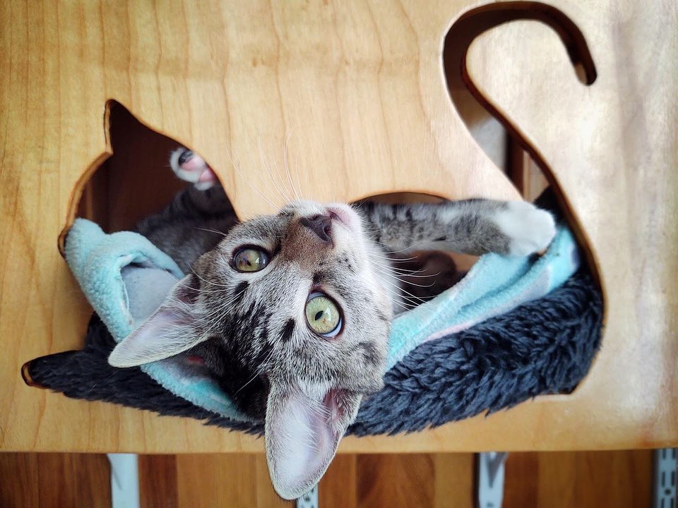 🫐Blueberry🫐

Blueberry is a loving, confident, playful kitten. She loves to snuggle on your lap while the others are chasing each other around. When she has gotten her cuddles in, she's ready for the chase!
Blueberry loves all the cats she lives with, old and young. With a proper intro, she could have a dog friend too!

✨Blueberry is also one of our many kittens available in the Take Home A Tabby Promotion this month✨
•
•
•
If you are interested in adopting Blueberry apply at https://www.littlelionfoundation.org 

To donate⬇️
🐾 Donate thru our PayPal link at www.PayPal.me/littlelionfoundation

🐾 VENMO: @Littlelion-foundation

🐾 Donate thru our CUDDLY campaigns https://cuddly.com/shelter/37701/The-Little-Lion-Foundation

🐾www.littlelionfoundation.org/donate

<a target='_blank' href='https://www.instagram.com/explore/tags/thelittlelionfoundation/'>#thelittlelionfoundation</a> <a target='_blank' href='https://www.instagram.com/explore/tags/roarforthevoiceless/'>#roarforthevoiceless</a> <a target='_blank' href='https://www.instagram.com/explore/tags/adopt/'>#adopt</a> <a target='_blank' href='https://www.instagram.com/explore/tags/adoptdontshop/'>#adoptdontshop</a> <a target='_blank' href='https://www.instagram.com/explore/tags/spayandneuter/'>#spayandneuter</a> <a target='_blank' href='https://www.instagram.com/explore/tags/longbeach/'>#longbeach</a> <a target='_blank' href='https://www.instagram.com/explore/tags/foster/'>#foster</a> <a target='_blank' href='https://www.instagram.com/explore/tags/fosterkittens/'>#fosterkittens</a> <a target='_blank' href='https://www.instagram.com/explore/tags/donate/'>#donate</a> <a target='_blank' href='https://www.instagram.com/explore/tags/rescuecat/'>#rescuecat</a> <a target='_blank' href='https://www.instagram.com/explore/tags/cat/'>#cat</a> <a target='_blank' href='https://www.instagram.com/explore/tags/kittens/'>#kittens</a> <a target='_blank' href='https://www.instagram.com/explore/tags/tabbycat/'>#tabbycat</a> <a target='_blank' href='https://www.instagram.com/explore/tags/tabby/'>#tabby</a>