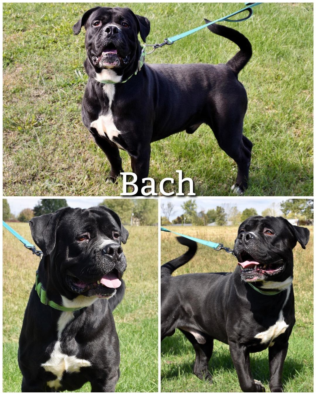 Meet Bach!
Bach is a big, sweet, and energetic 3-4 year old Mastiff mix looking for his forever home! He can be territorial and needs an experienced owner that is familiar with his large breed. He loves treats, taking walks, playing with toys, and getting attention! Bach is ready to go home and hopes to meet his forever family soon!

Bach is neutered, heartworm tested, dewormed, up to date on vaccinations, and flea/tick preventatives

Bach’s adoption fee is $75, plus $15 for microchip