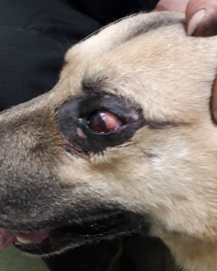 Update: Rex's eye surgery cannot be avoided. 😢

Rex visited several ophtalmologists for a surgery consult. His eye has gotten worse despite the ongoing treatment and is causing him a great discomfort.
He has bleeding and a possible tumor in left eye which is very painful. 
Xrays that were done yesterday are unclear and it is hard to tell if there are metastasis in his lung or something else.
Both Russian and American doctors suggested to go ahead with the surgery, that is schedued for this Wednesday, to keep Rex pain free for as long as possible. We will know exactly if there is cancer after the eye is sent to a histopathologist for evaluation.

Rex is a sweet, docile, and obedient dog that for years lived unnoticed in a rural shelter and if it wasn't for our volunteers he'd vanish there in agony. He was suffering quetely forced to be confined to a very poor living conditions that undermined his health. 
 
Please keep Rex in your thoughts and donate today toward Rex's surgery and recovery.

🔶 Venmo: @biglittlelife
🔶 PayPal Giving: https://www.paypal.com/us/fundraiser/charity/4413748
🔶 Web: www.biglittleliferescue.org/donate

<a target='_blank' href='https://www.instagram.com/explore/tags/rex_biglittlelife/'>#rex_biglittlelife</a>