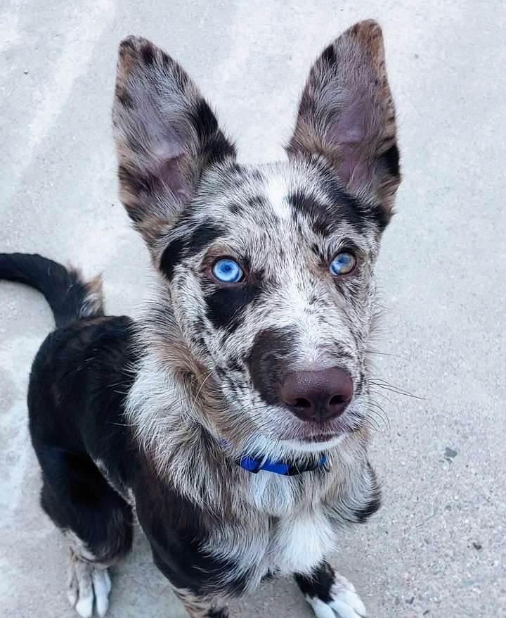 Boomer is no stranger to having fun. His typical day he enjoys is playing with his doggo friends (they're the best!), hanging out with his people (especially on fun new adventures!), and looking at you with his soulful blue eyes. Boomer is 5 months old and is a Catahoula Leopard Dog/ Border Collie mix. 

Boomer's adoption fee is $25.00 and includes everything we have to offer. Thank you for considering adoption from Noah's Ark. <a target='_blank' href='https://www.instagram.com/explore/tags/adopt/'>#adopt</a> <a target='_blank' href='https://www.instagram.com/explore/tags/blueeyes/'>#blueeyes</a> <a target='_blank' href='https://www.instagram.com/explore/tags/adoptme/'>#adoptme</a> <a target='_blank' href='https://www.instagram.com/explore/tags/adoptyournewbestfriendtoday/'>#adoptyournewbestfriendtoday</a> <a target='_blank' href='https://www.instagram.com/explore/tags/family/'>#family</a>