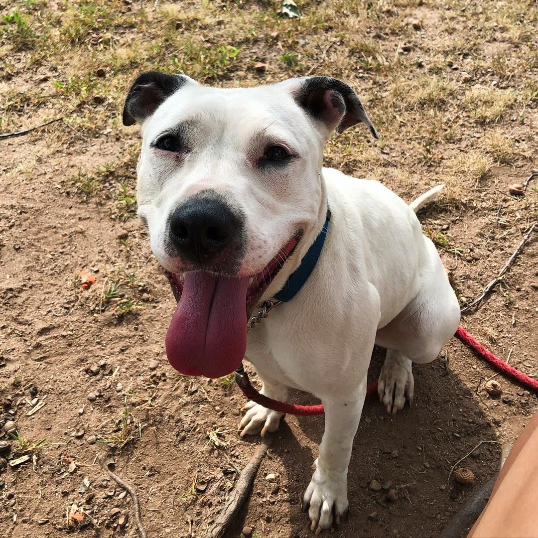 Two year old Snoopy is a loving and playful dog. She will play all day long with toys and always come back to jump in your lap 🎾🐕💖 <a target='_blank' href='https://www.instagram.com/explore/tags/Snoopy/'>#Snoopy</a> is a polite girl who knows her basic commands and all she needs now is a <a target='_blank' href='https://www.instagram.com/explore/tags/fureverfamily/'>#fureverfamily</a>! <a target='_blank' href='https://www.instagram.com/explore/tags/adoptme/'>#adoptme</a> <a target='_blank' href='https://www.instagram.com/explore/tags/snoopythedog/'>#snoopythedog</a> <a target='_blank' href='https://www.instagram.com/explore/tags/newhavenanimalshelter/'>#newhavenanimalshelter</a> 

<a target='_blank' href='https://www.instagram.com/explore/tags/adoptadog/'>#adoptadog</a> <a target='_blank' href='https://www.instagram.com/explore/tags/snoopydog/'>#snoopydog</a> <a target='_blank' href='https://www.instagram.com/explore/tags/thatsmilethough/'>#thatsmilethough</a> <a target='_blank' href='https://www.instagram.com/explore/tags/adoptamutt/'>#adoptamutt</a> <a target='_blank' href='https://www.instagram.com/explore/tags/muttskickbutt/'>#muttskickbutt</a> <a target='_blank' href='https://www.instagram.com/explore/tags/saveastray/'>#saveastray</a> <a target='_blank' href='https://www.instagram.com/explore/tags/nhv/'>#nhv</a> <a target='_blank' href='https://www.instagram.com/explore/tags/ctdoglovers/'>#ctdoglovers</a> <a target='_blank' href='https://www.instagram.com/explore/tags/ctdogrescue/'>#ctdogrescue</a> <a target='_blank' href='https://www.instagram.com/explore/tags/petfinder/'>#petfinder</a> <a target='_blank' href='https://www.instagram.com/explore/tags/ineedahome/'>#ineedahome</a>