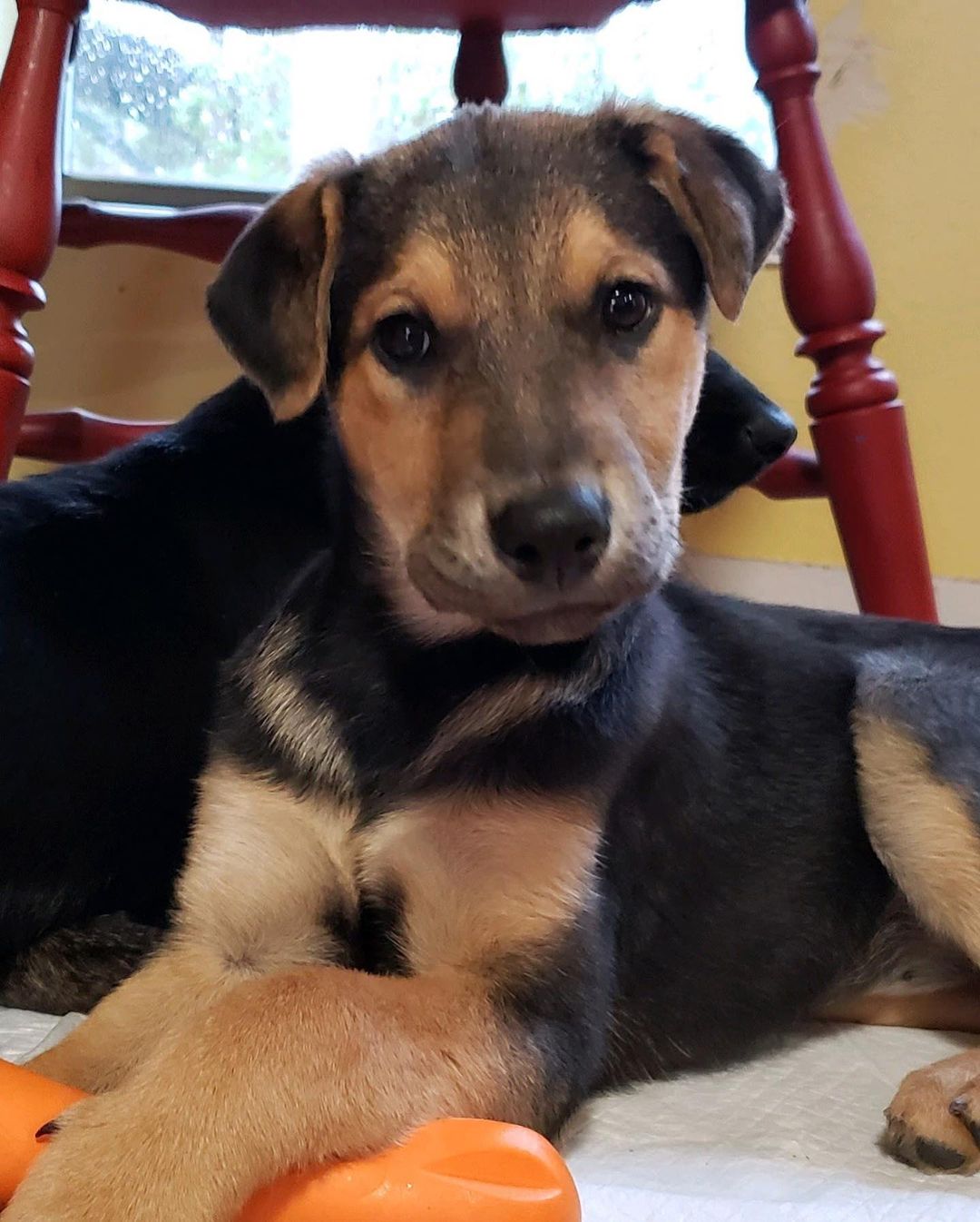 A few updated pictures of the puppies! There are two litters - 4 Heeler puppies and 2 Lab mixes. Please visit our website for more info on the puppies and a list of all our adoptable dogs! https://nwkare.org/educate-advocate-rehabilitate/rescue/