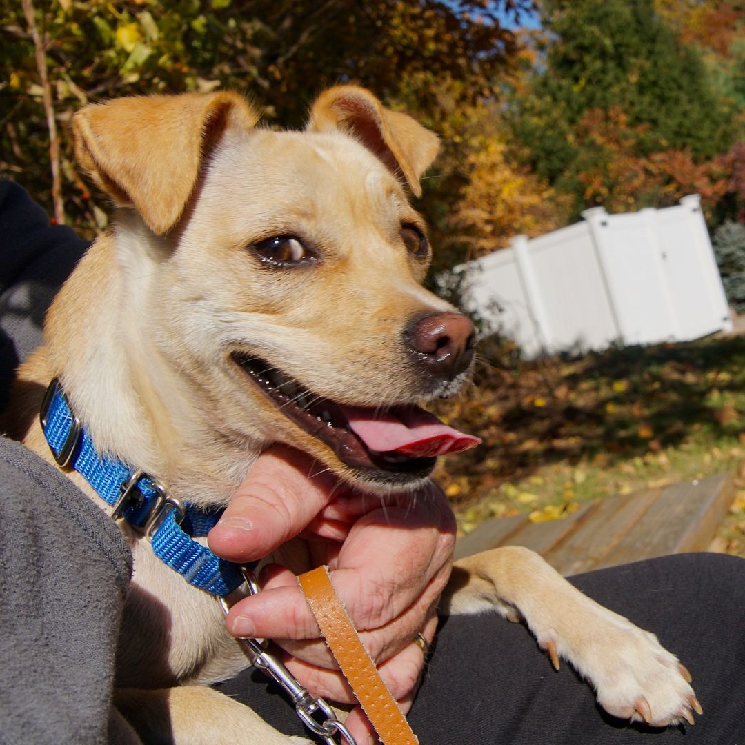 Sasha is a little spit fire of a dog!
Full of energy and personality!!
This petite little girl will make a great companion with some time and love!
She is an Chihuahua & Italian Greyhound Mix. Contact us for more information!! 
<a target='_blank' href='https://www.instagram.com/explore/tags/adoptdontshop/'>#adoptdontshop</a> <a target='_blank' href='https://www.instagram.com/explore/tags/adoptpurelove/'>#adoptpurelove</a> <a target='_blank' href='https://www.instagram.com/explore/tags/dogs/'>#dogs</a> <a target='_blank' href='https://www.instagram.com/explore/tags/dogsofinstagram/'>#dogsofinstagram</a> <a target='_blank' href='https://www.instagram.com/explore/tags/woof/'>#woof</a> <a target='_blank' href='https://www.instagram.com/explore/tags/bark/'>#bark</a> <a target='_blank' href='https://www.instagram.com/explore/tags/chihuahua/'>#chihuahua</a> <a target='_blank' href='https://www.instagram.com/explore/tags/chihuahuasofinstagram/'>#chihuahuasofinstagram</a> <a target='_blank' href='https://www.instagram.com/explore/tags/chihuahualife/'>#chihuahualife</a> <a target='_blank' href='https://www.instagram.com/explore/tags/canine/'>#canine</a> <a target='_blank' href='https://www.instagram.com/explore/tags/dog/'>#dog</a> <a target='_blank' href='https://www.instagram.com/explore/tags/paws/'>#paws</a> <a target='_blank' href='https://www.instagram.com/explore/tags/cute/'>#cute</a> <a target='_blank' href='https://www.instagram.com/explore/tags/italiangreyhound/'>#italiangreyhound</a> <a target='_blank' href='https://www.instagram.com/explore/tags/bowwow/'>#bowwow</a> <a target='_blank' href='https://www.instagram.com/explore/tags/woof/'>#woof</a> <a target='_blank' href='https://www.instagram.com/explore/tags/boston/'>#boston</a> <a target='_blank' href='https://www.instagram.com/explore/tags/massachusetts/'>#massachusetts</a> <a target='_blank' href='https://www.instagram.com/explore/tags/newengland/'>#newengland</a> <a target='_blank' href='https://www.instagram.com/explore/tags/capecod/'>#capecod</a> <a target='_blank' href='https://www.instagram.com/explore/tags/scituatema/'>#scituatema</a> <a target='_blank' href='https://www.instagram.com/explore/tags/fall/'>#fall</a> <a target='_blank' href='https://www.instagram.com/explore/tags/fallvibes/'>#fallvibes</a>