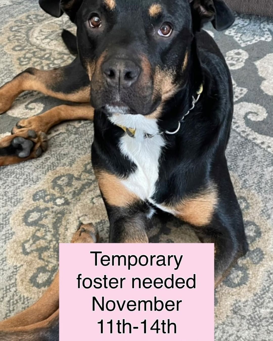 Samantha is in need of a temporary foster this weekend! 

- No small children
- good with other dogs (can be toy possessive)
- No cats