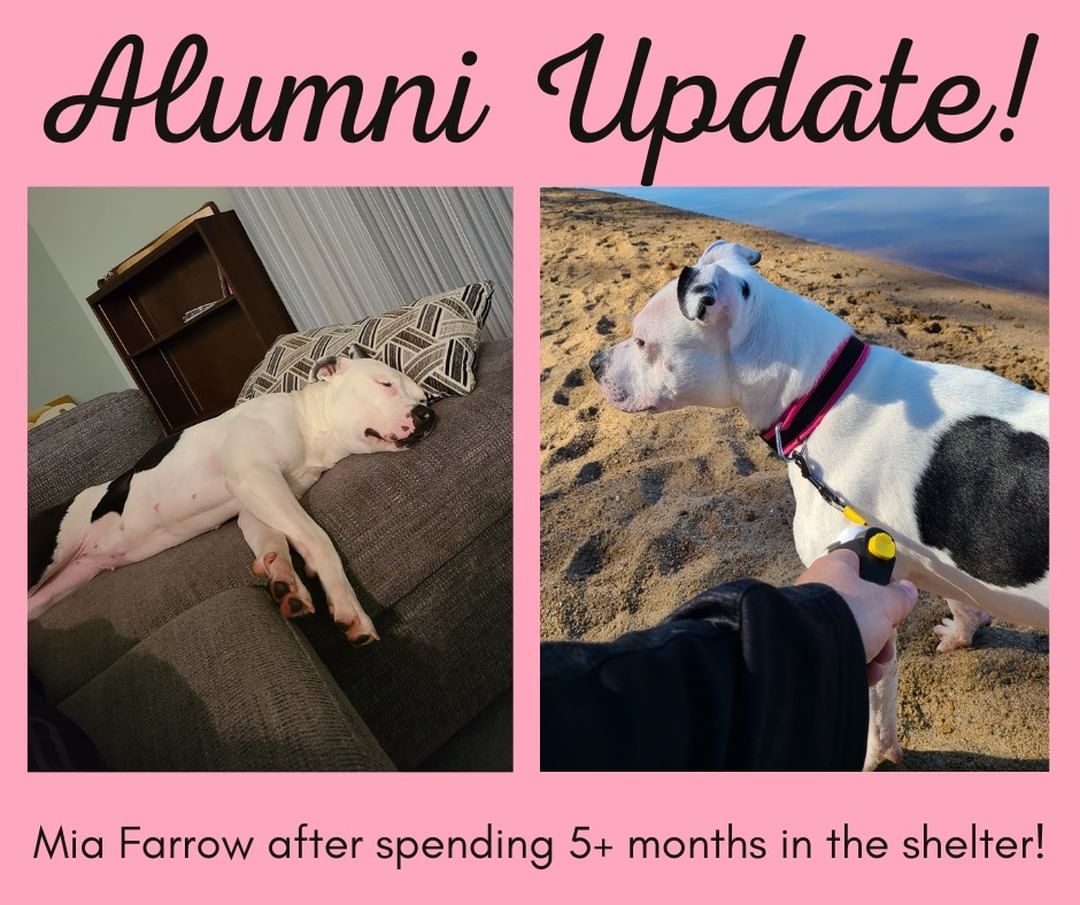 This Alumni Update is checking in on Mia Farrow who spent over five months at the shelter waiting for her perfect match! 💕

Mia has been enjoying naps on the couch, long walks in nature, and being spoiled beyond belief. We are so thankful that her adopter gave her a second chance at life and let her prove what a good girl she is. Happy life, Mia Farrow! 🐾<a target='_blank' href='https://www.instagram.com/explore/tags/fiveacresanimalshelter/'>#fiveacresanimalshelter</a> <a target='_blank' href='https://www.instagram.com/explore/tags/safesoundandhomewardbound/'>#safesoundandhomewardbound</a> <a target='_blank' href='https://www.instagram.com/explore/tags/adoptdontshop/'>#adoptdontshop</a>