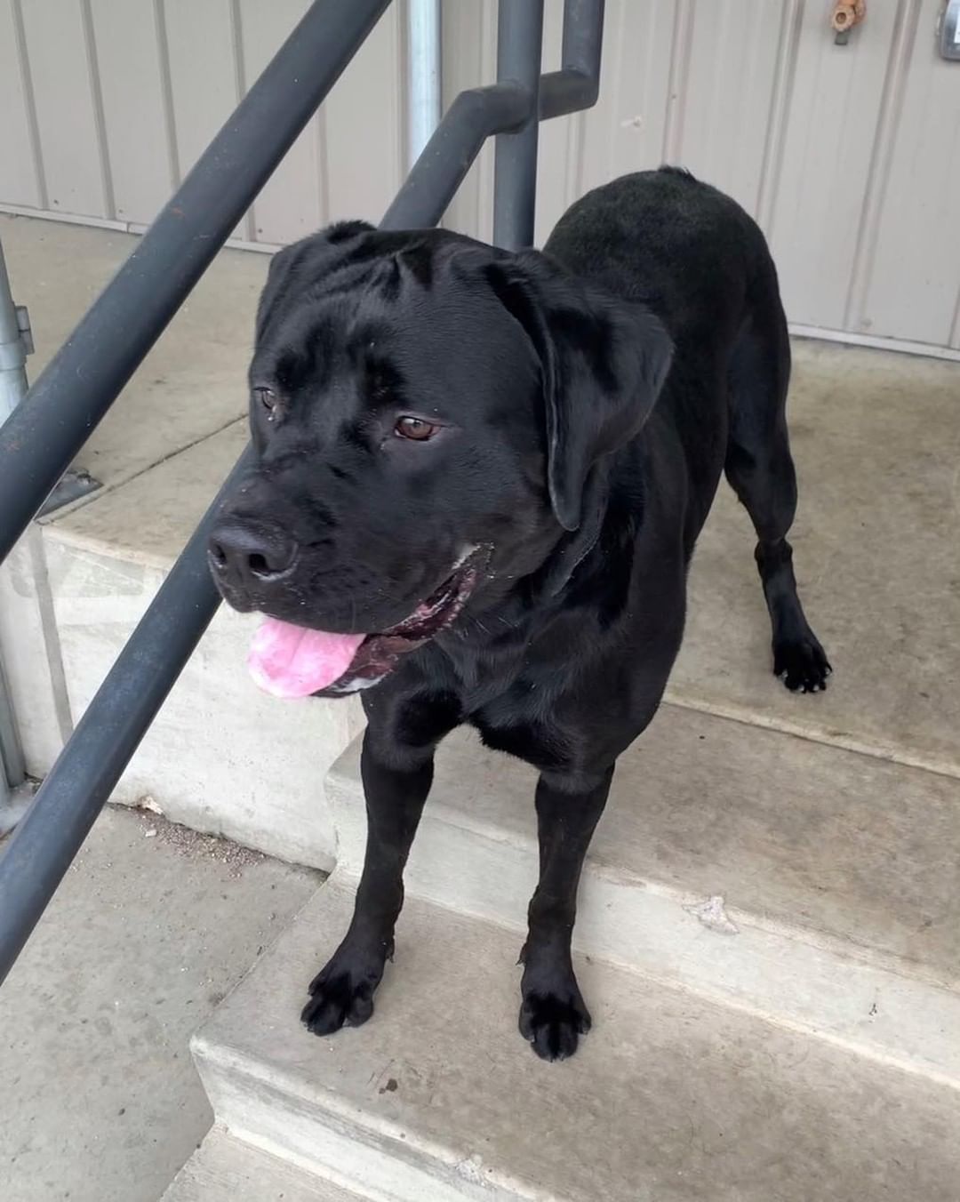 11/7/21 Buddy (DCAS)

Help Buddy find his forever home. 

This is Buddy!  He was picked up as a stray has been at the shelter since July 26th. He is a very friendly, 2 year old black Labrador Retriever mix, possibly with Mastiff.  He weighs approximately 95 pounds, is current on his vaccines, neutered and house trained.  Buddy loves to play with other dogs but because of his size and energy, it may be best for him to be with medium to large dogs. Cats are unknown.  He will be best with older children because of his size and energy level. Let's get this handsome boy out of the shelter and into a great, forever home! 

If interested in adopting Buddy, please complete an application today at: secondchanceforpets.com.

**NOT ALL PETS LISTED ON OUR WEBPAGE ARE IN OUR FOSTER HOMES. WE ALSO MAKE COURTESY POSTS (CP) FOR FAMILIES NEEDING TO PLACE THEIR PET. 
(SC) MEANS THEY ARE IN ONE OF OUR GROUPS FOSTER HOMES
(CP) MEANS THEY ARE STILL WITH THEIR CURRENT OWNER
(DCAS) MEANS THEY ARE AT THE DEWITT COUNTY ANIMAL SHELTER