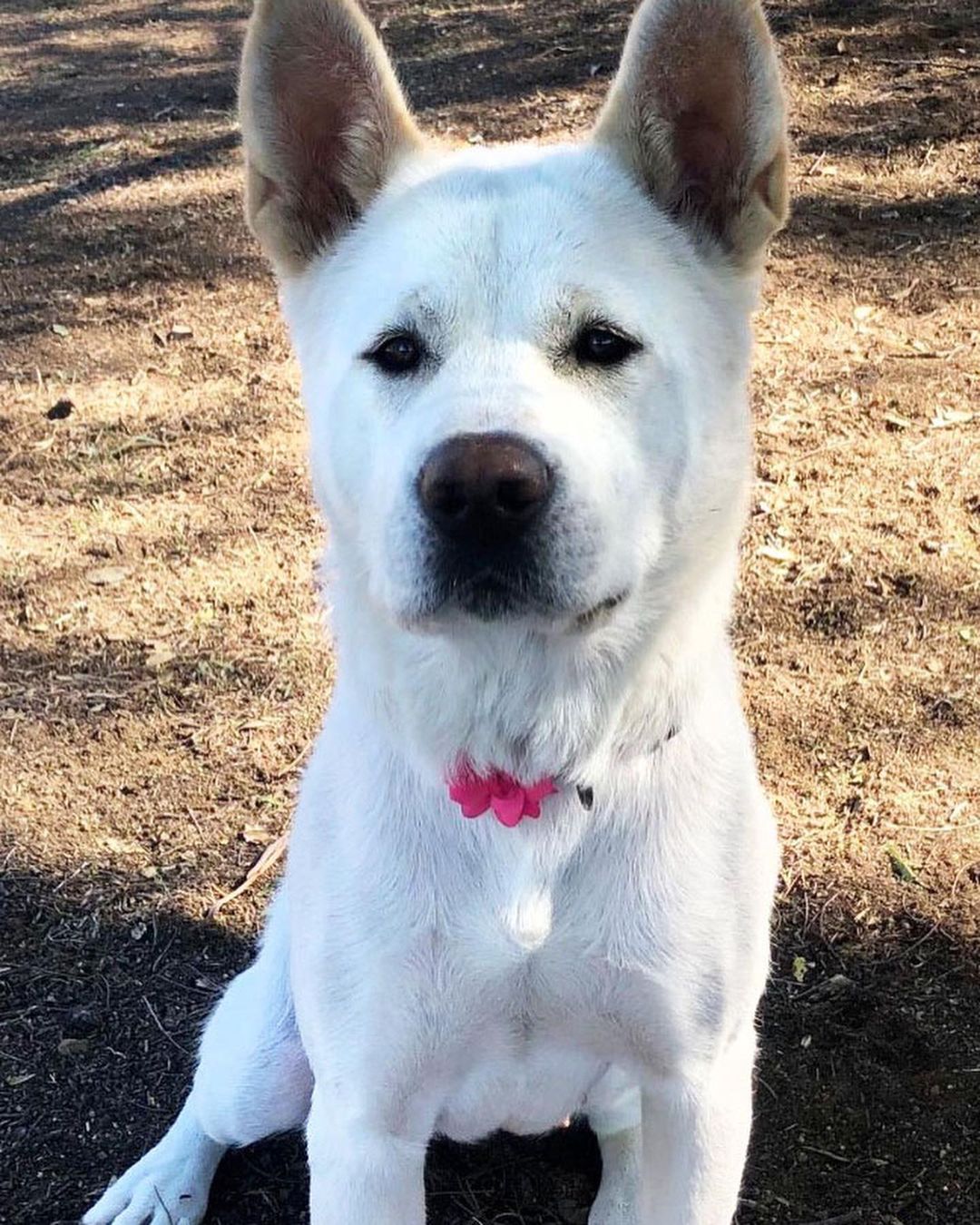 💜Young, sweet, beautiful Sakura is available for adoption. About a 1yr or so old this young girl found herself pregnant, in the shelter system and on the euthanasia list. The shelter was unaware of her pregnancy and as soon as we picked her up we knew- then 5 days later she had her pups!! Being so young she did not understand how to care for them and was taken into foster for help and guidance.. with that support she has been a wonderful mother and the puppies have thrived. Now this lovely young girl is ready for her own forever home where she can be the puppy with all the attention! She is friendly with all people and dog friendly. She does have prey drive for cats and any birds- especially chickens. When first at foster she didn't know sit and appeared to never have had toys or chew bones and any kind of training. Now she sits like a pro and has been an indoor dog with lots of structure and training. Due to her previous life she can feel like she needs to survive in new situations where she pulls on leash but is always friendly regardless. She can get some separation anxiety but does adjust well. She would do great with a friendly male dog as a companion and has done well with crate training. She currently plays with her foster dog friends (male and female) and loves to run and play. A young bouncy girl but also knows how to settle down for naps and be quiet through out the day while her foster mom works. She is a great girl that only needed a chance! Sakura would love to finally see all the things this world has to offer and is very responsive and willing to please!🌸

Located at her foster home in San Diego, CA - Meet Sakura today!

Email: apassionforpaws@gmail.com for adoption information
www.apassionforpaws.org

<a target='_blank' href='https://www.instagram.com/explore/tags/rescuedog/'>#rescuedog</a> <a target='_blank' href='https://www.instagram.com/explore/tags/rescuedogsrock/'>#rescuedogsrock</a> <a target='_blank' href='https://www.instagram.com/explore/tags/rescuedogsofinstagram/'>#rescuedogsofinstagram</a> <a target='_blank' href='https://www.instagram.com/explore/tags/adopt/'>#adopt</a> <a target='_blank' href='https://www.instagram.com/explore/tags/adoptdontshop/'>#adoptdontshop</a> <a target='_blank' href='https://www.instagram.com/explore/tags/adoption/'>#adoption</a> <a target='_blank' href='https://www.instagram.com/explore/tags/adoptables/'>#adoptables</a> <a target='_blank' href='https://www.instagram.com/explore/tags/adoptme/'>#adoptme</a> <a target='_blank' href='https://www.instagram.com/explore/tags/akitaranch/'>#akitaranch</a> <a target='_blank' href='https://www.instagram.com/explore/tags/happynewyear2021/'>#happynewyear2021</a> <a target='_blank' href='https://www.instagram.com/explore/tags/2021/'>#2021</a> <a target='_blank' href='https://www.instagram.com/explore/tags/love/'>#love</a> <a target='_blank' href='https://www.instagram.com/explore/tags/happy/'>#happy</a> <a target='_blank' href='https://www.instagram.com/explore/tags/hope/'>#hope</a> <a target='_blank' href='https://www.instagram.com/explore/tags/together/'>#together</a> <a target='_blank' href='https://www.instagram.com/explore/tags/savelives/'>#savelives</a> <a target='_blank' href='https://www.instagram.com/explore/tags/akitalover/'>#akitalover</a> <a target='_blank' href='https://www.instagram.com/explore/tags/newyear/'>#newyear</a> <a target='_blank' href='https://www.instagram.com/explore/tags/newhope/'>#newhope</a> <a target='_blank' href='https://www.instagram.com/explore/tags/newlove/'>#newlove</a> <a target='_blank' href='https://www.instagram.com/explore/tags/newrescue/'>#newrescue</a> <a target='_blank' href='https://www.instagram.com/explore/tags/work/'>#work</a> <a target='_blank' href='https://www.instagram.com/explore/tags/cute/'>#cute</a> <a target='_blank' href='https://www.instagram.com/explore/tags/grateful/'>#grateful</a> <a target='_blank' href='https://www.instagram.com/explore/tags/helpingothers/'>#helpingothers</a> <a target='_blank' href='https://www.instagram.com/explore/tags/helpanimals/'>#helpanimals</a> <a target='_blank' href='https://www.instagram.com/explore/tags/love/'>#love</a>