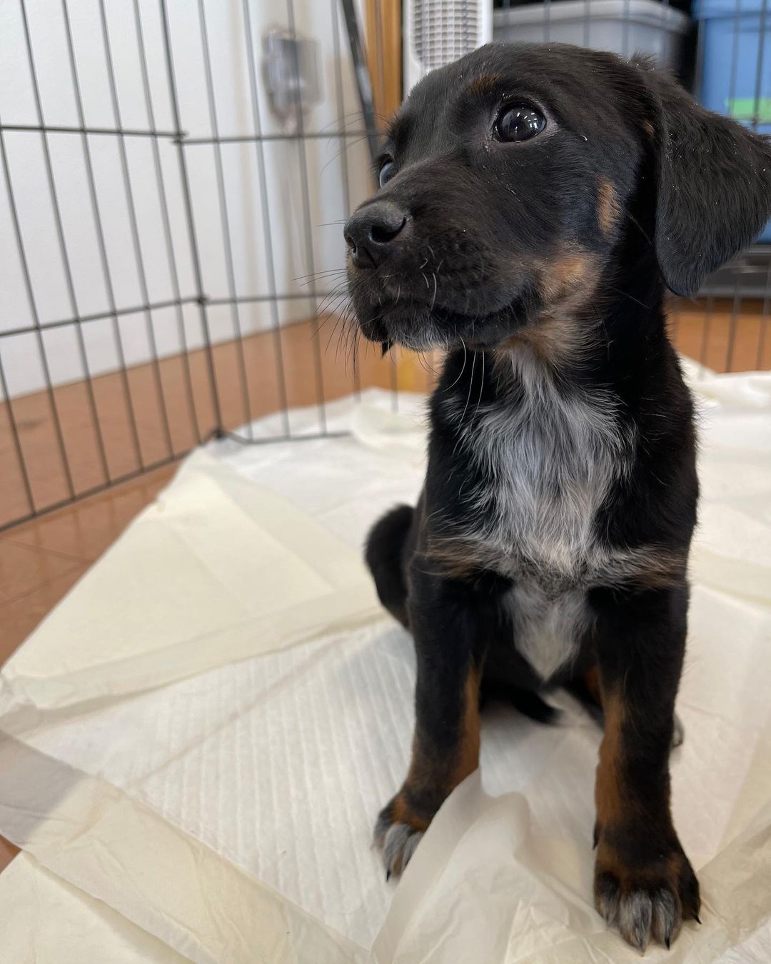 The sun setting an hour earlier - negative. ☀️ A new litter of puppies - huge positive!!!! 🐾 We just got in TEN 8 week old heeler/hound puppies. We believe they’ll be medium sized dogs. If you’re interested please submit an application and reference the “heeler/hound” litter. **please note we will not being reviewing applications until midweek**