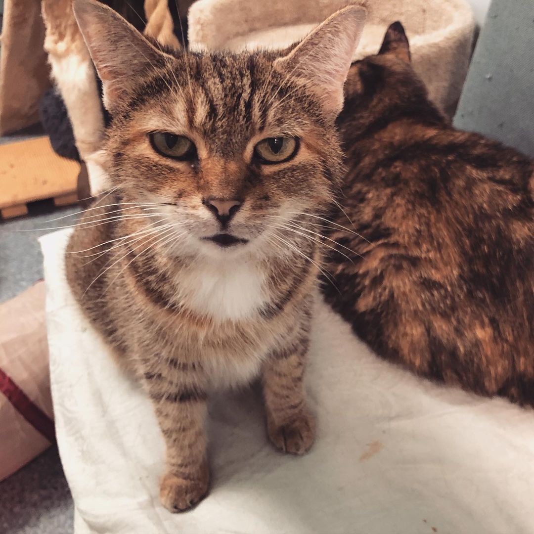 As part of adopt a Senior Cat month 🐈🐈‍⬛, here are Butter and Brie, a bonded sister pair who need to be adopted together! They are both super sweet and affectionate: Brie loves to be held and Butter loves following people around asking to be pet! Visit them at Ollie’s Place! 🕐 Weekdays 5:30-8pm, Weekends: 12-5pm <a target='_blank' href='https://www.instagram.com/explore/tags/adoptseniorpets/'>#adoptseniorpets</a>