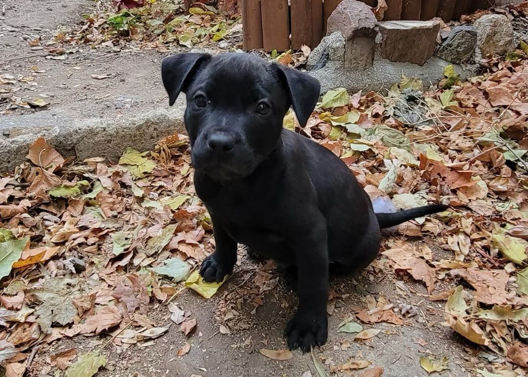 These puppies are all in search of their forever homes! If you’d like to meet any of our available puppies please complete an application and we will get you an appointment to smell some puppy breath! 

www.fostersandpaws.org/adopt

<a target='_blank' href='https://www.instagram.com/explore/tags/petadoption/'>#petadoption</a> <a target='_blank' href='https://www.instagram.com/explore/tags/adoptdontshop/'>#adoptdontshop</a> <a target='_blank' href='https://www.instagram.com/explore/tags/dogsofinstagram/'>#dogsofinstagram</a> <a target='_blank' href='https://www.instagram.com/explore/tags/adoption/'>#adoption</a> <a target='_blank' href='https://www.instagram.com/explore/tags/rescuedog/'>#rescuedog</a> <a target='_blank' href='https://www.instagram.com/explore/tags/dogrescue/'>#dogrescue</a> <a target='_blank' href='https://www.instagram.com/explore/tags/petsofinstagram/'>#petsofinstagram</a> <a target='_blank' href='https://www.instagram.com/explore/tags/dogs/'>#dogs</a> <a target='_blank' href='https://www.instagram.com/explore/tags/dog/'>#dog</a> <a target='_blank' href='https://www.instagram.com/explore/tags/adopt/'>#adopt</a> <a target='_blank' href='https://www.instagram.com/explore/tags/adoptables/'>#adoptables</a> <a target='_blank' href='https://www.instagram.com/explore/tags/adoptapet/'>#adoptapet</a> <a target='_blank' href='https://www.instagram.com/explore/tags/pet/'>#pet</a> <a target='_blank' href='https://www.instagram.com/explore/tags/petadoptions/'>#petadoptions</a>  <a target='_blank' href='https://www.instagram.com/explore/tags/rescue/'>#rescue</a> <a target='_blank' href='https://www.instagram.com/explore/tags/rescuedogsarethebestdogs/'>#rescuedogsarethebestdogs</a> <a target='_blank' href='https://www.instagram.com/explore/tags/rescuedogsarebest/'>#rescuedogsarebest</a> <a target='_blank' href='https://www.instagram.com/explore/tags/dogrescuesacramento/'>#dogrescuesacramento</a> <a target='_blank' href='https://www.instagram.com/explore/tags/rescueddogsarethegreatest/'>#rescueddogsarethegreatest</a> <a target='_blank' href='https://www.instagram.com/explore/tags/animalrescue/'>#animalrescue</a> <a target='_blank' href='https://www.instagram.com/explore/tags/rescueme/'>#rescueme</a> <a target='_blank' href='https://www.instagram.com/explore/tags/adoptadoggie/'>#adoptadoggie</a> <a target='_blank' href='https://www.instagram.com/explore/tags/petlovers/'>#petlovers</a> <a target='_blank' href='https://www.instagram.com/explore/tags/pets/'>#pets</a> <a target='_blank' href='https://www.instagram.com/explore/tags/animals/'>#animals</a> <a target='_blank' href='https://www.instagram.com/explore/tags/love/'>#love</a> <a target='_blank' href='https://www.instagram.com/explore/tags/fostersandpaws/'>#fostersandpaws</a> <a target='_blank' href='https://www.instagram.com/explore/tags/fosterssavelives/'>#fosterssavelives</a> <a target='_blank' href='https://www.instagram.com/explore/tags/sactowndogs/'>#sactowndogs</a>