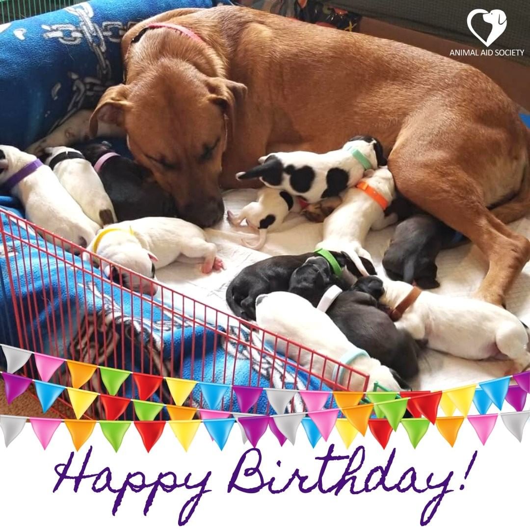 🎉 Can you believe it's been a year already?! 🎉

We want to wish Thor, Loki, Faith, Harmony, Daisy, Toby, Gemma, Olivia, Jasper, Poppy, Barkley, and Liberty a very HAPPY BIRTHDAY! (Liberty's birthday is technically tomorrow, but we didn't want to leave anyone out.)

If you adopted Brandi or one of her puppies, we'd love to see what everyone is up to now! Please post an update in the comments on our FB post so we can all see how great they're doing. ❤🐾

Interested in adding a new member to your family? Visit bit.ly/igadoptaas to view all of our adorable, adoptable pups! (Clickable link in bio.)

<a target='_blank' href='https://www.instagram.com/explore/tags/happybirthday/'>#happybirthday</a> <a target='_blank' href='https://www.instagram.com/explore/tags/puppies/'>#puppies</a> <a target='_blank' href='https://www.instagram.com/explore/tags/1yearold/'>#1yearold</a> <a target='_blank' href='https://www.instagram.com/explore/tags/adopted/'>#adopted</a>