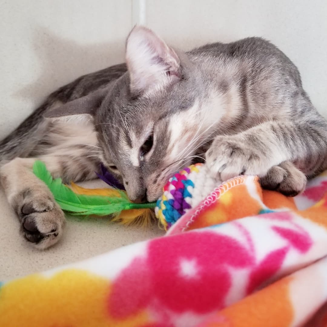 🐱 Kittens Seymore (grey tabby) and his sister Belladonna (pantherette) discovered a new toy from @fantasticosas at our adoption event this past weekend 🧶

These two sweethearts love playing and napping together. We would love for them to find their FURever home together 😻

You can meet Seymore and Belladonna inside our PETCO Cat Lounge at PETCO Metro 2784 W Peoria Ave in Phoenix.
Hours: 5:30-7:00pm Monday-Saturday and 5-6:30pm on Sundays. 

Or email us at: allaboutanimalsaz@gmail.com for more information or to schedule a meet and greet 💖💖

<a target='_blank' href='https://www.instagram.com/explore/tags/allaboutanimalsrescueaz/'>#allaboutanimalsrescueaz</a> <a target='_blank' href='https://www.instagram.com/explore/tags/savealife/'>#savealife</a> <a target='_blank' href='https://www.instagram.com/explore/tags/adoptus/'>#adoptus</a> <a target='_blank' href='https://www.instagram.com/explore/tags/adoptdontshop/'>#adoptdontshop</a> <a target='_blank' href='https://www.instagram.com/explore/tags/rescuedismyfavoritebreed/'>#rescuedismyfavoritebreed</a> <a target='_blank' href='https://www.instagram.com/explore/tags/rescuefosteradopt/'>#rescuefosteradopt</a> <a target='_blank' href='https://www.instagram.com/explore/tags/fosteringsaveslives/'>#fosteringsaveslives</a> <a target='_blank' href='https://www.instagram.com/explore/tags/thinkadoptionfirst/'>#thinkadoptionfirst</a> <a target='_blank' href='https://www.instagram.com/explore/tags/lovechangeseverything/'>#lovechangeseverything</a> <a target='_blank' href='https://www.instagram.com/explore/tags/allyouneedislove/'>#allyouneedislove</a> <a target='_blank' href='https://www.instagram.com/explore/tags/mynewbestfriend/'>#mynewbestfriend</a> <a target='_blank' href='https://www.instagram.com/explore/tags/adoptakitten/'>#adoptakitten</a> <a target='_blank' href='https://www.instagram.com/explore/tags/cutekittens/'>#cutekittens</a> <a target='_blank' href='https://www.instagram.com/explore/tags/kittenvideo/'>#kittenvideo</a> <a target='_blank' href='https://www.instagram.com/explore/tags/kittenadoptionphoenix/'>#kittenadoptionphoenix</a> <a target='_blank' href='https://www.instagram.com/explore/tags/cuddlebuddy/'>#cuddlebuddy</a> <a target='_blank' href='https://www.instagram.com/explore/tags/snugglebuddy/'>#snugglebuddy</a> <a target='_blank' href='https://www.instagram.com/explore/tags/tabbykittens/'>#tabbykittens</a> <a target='_blank' href='https://www.instagram.com/explore/tags/adoptablackkitten/'>#adoptablackkitten</a> <a target='_blank' href='https://www.instagram.com/explore/tags/minipanther/'>#minipanther</a> <a target='_blank' href='https://www.instagram.com/explore/tags/playtime/'>#playtime</a> <a target='_blank' href='https://www.instagram.com/explore/tags/openyourhearttoarescuecat/'>#openyourhearttoarescuecat</a> <a target='_blank' href='https://www.instagram.com/explore/tags/felinetherapy/'>#felinetherapy</a> <a target='_blank' href='https://www.instagram.com/explore/tags/felinefun/'>#felinefun</a> <a target='_blank' href='https://www.instagram.com/explore/tags/playfulkitten/'>#playfulkitten</a> <a target='_blank' href='https://www.instagram.com/explore/tags/rescuekittens/'>#rescuekittens</a> <a target='_blank' href='https://www.instagram.com/explore/tags/rescuecatsrock/'>#rescuecatsrock</a> <a target='_blank' href='https://www.instagram.com/explore/tags/gatito/'>#gatito</a> <a target='_blank' href='https://www.instagram.com/explore/tags/purrbaby/'>#purrbaby</a> <a target='_blank' href='https://www.instagram.com/explore/tags/purrfection/'>#purrfection</a>