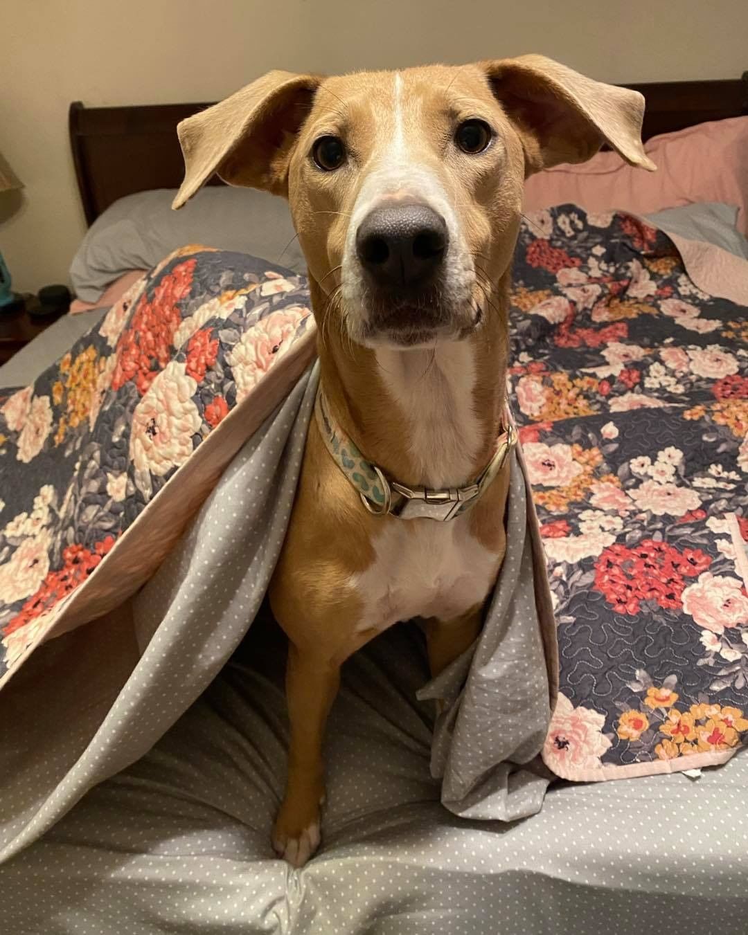 Are you looking for a top notch sidekick? Dawson may be the gal for you! 😍
 
Dawson, affectionately known as Pickles in her foster home, is about 4 years old, 45lbs, and appears to be a Cur mix. 🧬 Prior to being rescued, Dawson was used for two things: breeding and squirrel hunting. 👎 When her previous owner no longer had use for her, he dumped her at a rural, Tennessee shelter where she tested positive for heartworm. 💔 Dawson has since spent the last several months in foster undergoing heartworm treatment and is now finally ready to find a family of her own! 🎉 

In her foster home she is house trained, crate trained, and knows how to walk on leash. 🦮 Dawson has been living seamlessly with other dogs and confident cats, although will chase a running feline, 😼 and her forever home could have either (or both!) She has not been around children but based on her personality would be appropriate for respectful kids 5+. ✅ 
 
Her foster says, 💬 “I am obsessed with this girl. I cannot say enough good things about her. Honestly, I’d keep her in a heartbeat if I didn’t already have four dogs (something I don’t say lightly). She has been such a delight to foster and will be taking a large piece of my heart with her. From day one we’ve called her Pickles, the name Dawson seemed much too serious for this silly, funny girl. She’s very respectful of our other dogs and aside from occasionally chasing our cats, leaves them alone as well. Pickles loves a good game of chase in the backyard but also never passes on the opportunity to snuggle. In my opinion, she’s the perfect balance of active and lazy! She’d be happy with a dog sibling but would also likely be just fine as a solo pup, too. Honestly, she could probably adjust to most homes as long as there is plenty of love, treats, and cuddles to be had!”
 
If you think Dawson could be bestie 👯 you’ve been searching for, apply to adopt her now! 📲 www.browndogcoalition.com

<a target='_blank' href='https://www.instagram.com/explore/tags/adoptables/'>#adoptables</a> <a target='_blank' href='https://www.instagram.com/explore/tags/adoptme/'>#adoptme</a> <a target='_blank' href='https://www.instagram.com/explore/tags/dogsofmassachusetts/'>#dogsofmassachusetts</a> <a target='_blank' href='https://www.instagram.com/explore/tags/browndog/'>#browndog</a>