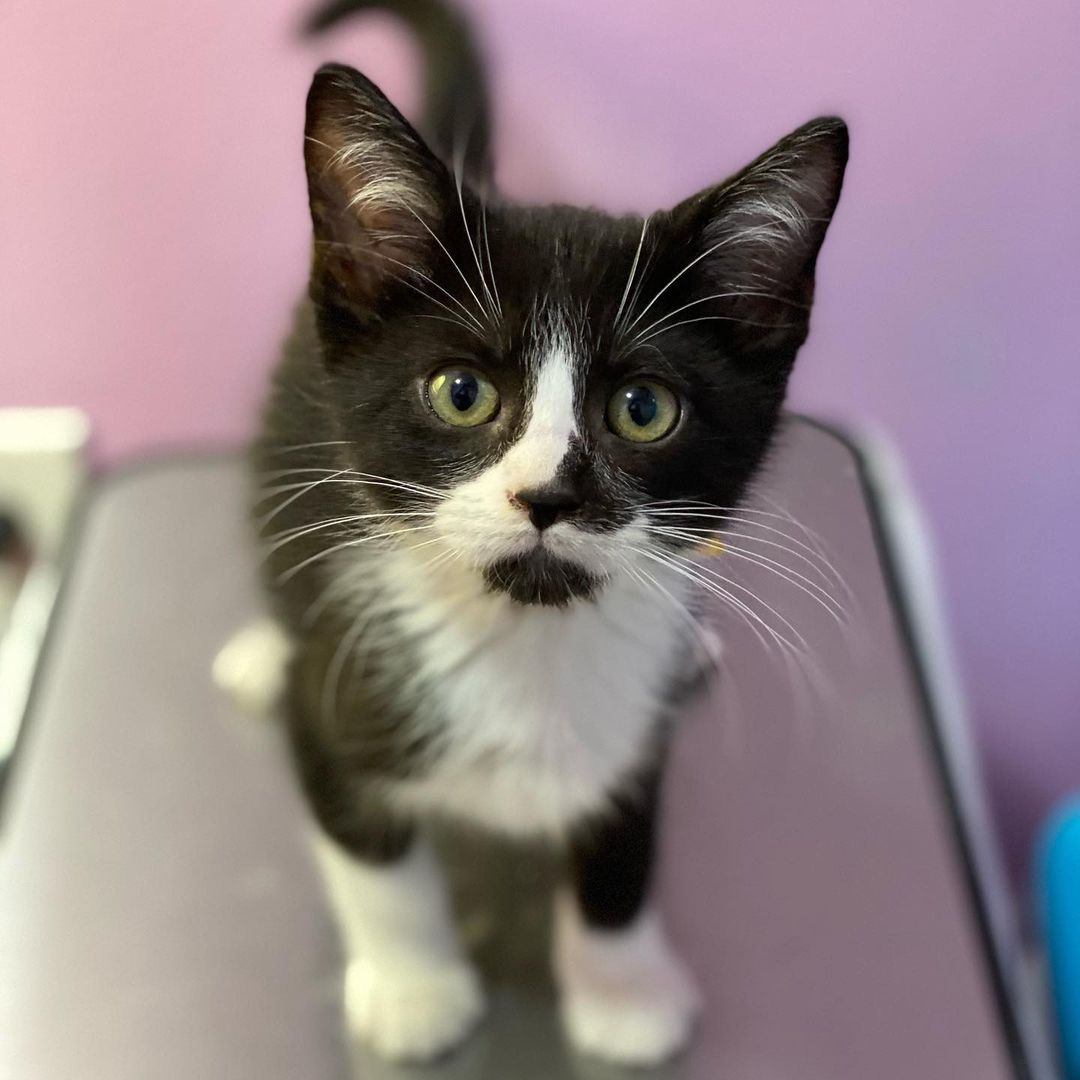 Now that baseball season is over, our baseball kids need a foster home. These four cool boys are about 9 weeks old and very sweet and playful. We need them to go into a foster home for a few weeks until they are fully vetted. If you would like to foster WRIGLEY, DODGER, CAMDEN & FENWAY, please email us at TylerTXCats@gmail.com.