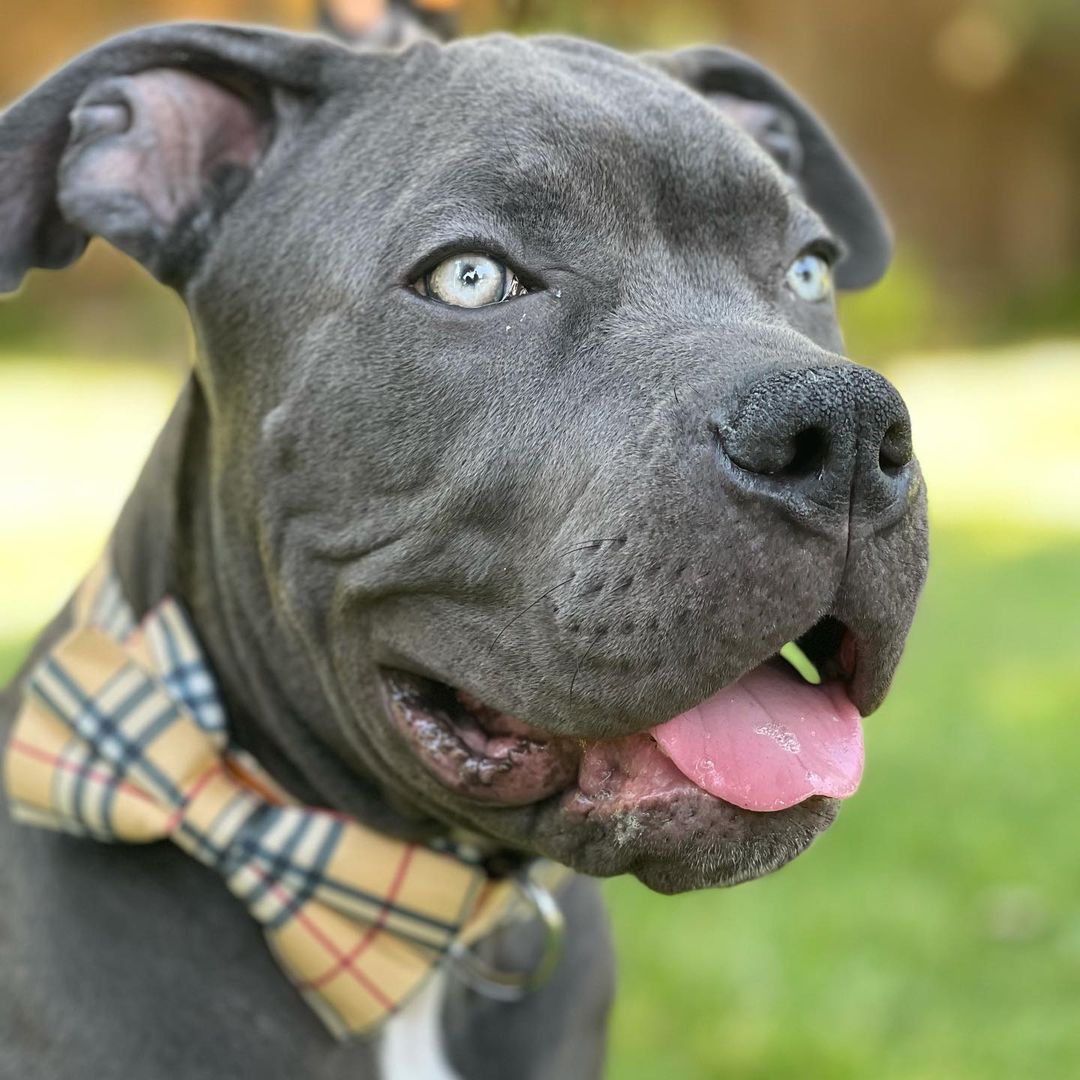 The heavens gained an Angel last night.

Loosing a family member is never easy; but loosing one that’s just a baby, before their life even begins is truly devastating.

One of Mama Brooklyn’s babies, Kylo, has crossed the rainbow bridge.

He was in the absolute best family, who waited almost a year to adopt a him because they refused to buy from a breeder. 

He was loved by his canine sister and his human brother so very much.

Kylo was home with his family when his dad heard a howl, when he walked over to check on him, Kylo looked at his dad, let out three breaths and stopped.

His dad rushed him to emergency but because his little heart had already stopped there was nothing they could do.

Kylo’s family asked they he be intubated to check his airways and to try and revive him. X-rays were also done to ensure that there was no internal trauma or foreign objects that could have contributed to this. 

We spoke with the VCA ER doctor to try and gain some semblance of clarity on how this tragedy could have happened and were told that sometimes these things just happen.

Hug your family members extra tight and please send all the love and healing to @misscareeza and her family as they are beyond heart broken.

Fly free sweet Kylo, fly free 🕊 

<a target='_blank' href='https://www.instagram.com/explore/tags/RealGoodRescue/'>#RealGoodRescue</a> <a target='_blank' href='https://www.instagram.com/explore/tags/RealGoodGang/'>#RealGoodGang</a>