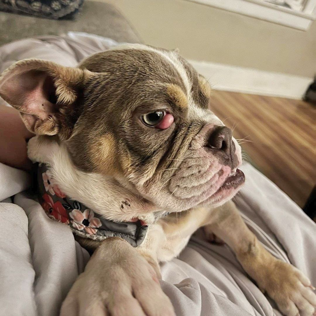 Please welcome Sookie to the SOS family! 
Sookie was picked up as a stray by animal control on October 18th. She had a 4-5 inch prolapsed rectum and was taken to the ER where she spent the next 3 days after surgery. She then contracted Parvo but thankfully recovered. As you can see from the pictures she also has pretty severe double cherry eye.
This little girl is only 7 months old and has already endured more than any pup should have to and she's still not done 😞
She has a vet appointment on November 15th to check the healing progress of her prolapse surgery (as there is still a little bleeding), examine her eyes and overall wellness. Over the next few weeks/months she will need to have eye surgery, spay surgery, multiple vaccinations and extra special care.
We don't have an exact estimate for all of this yet but do know that it will be at least a few thousand dollars. Please help us help Sookie.