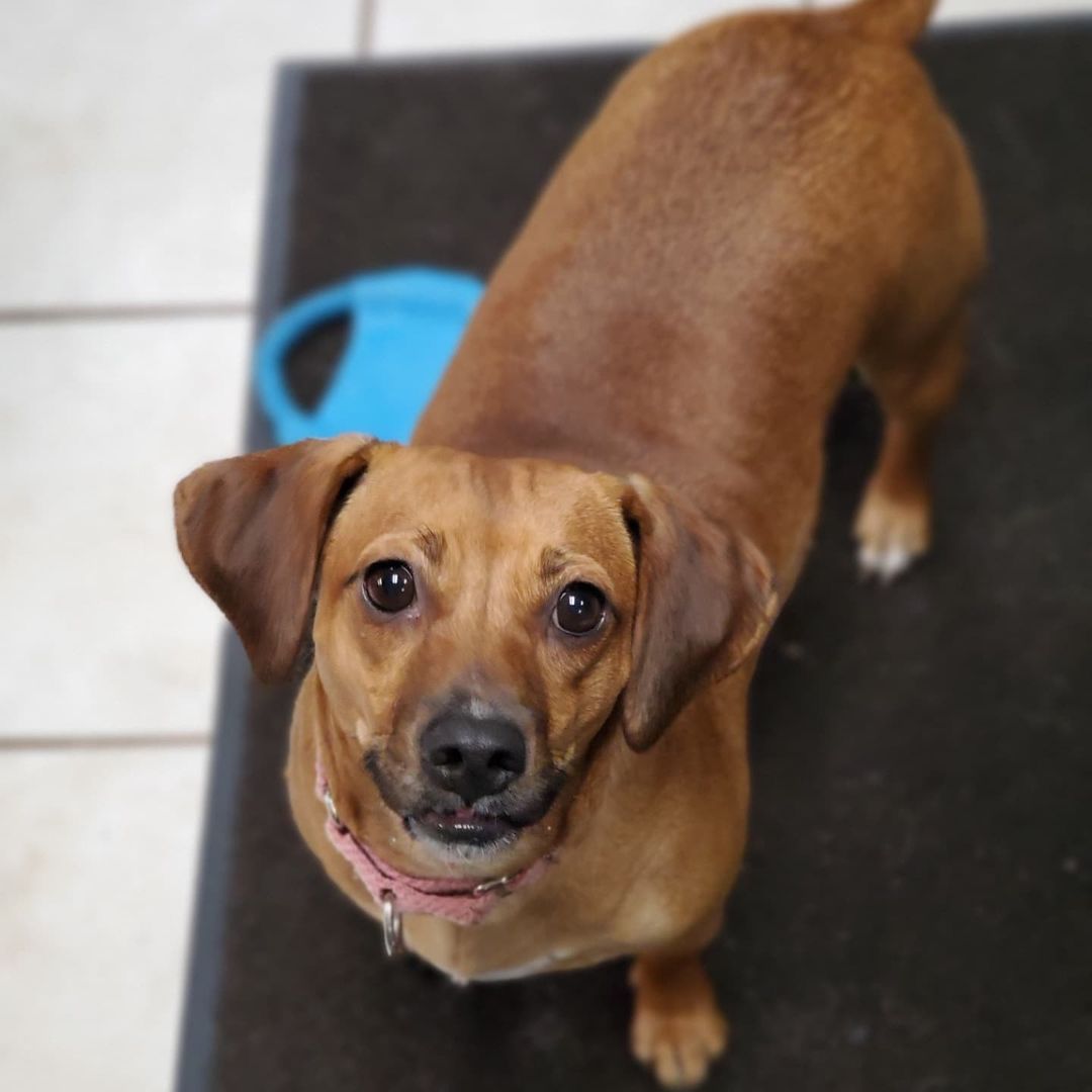 Who doesn't love Chocolate?!

Chocolate is a 1year old spayed female Beagle mix, weighing about 30lbs. 

Chocolate is super loving and an extremely cuddly companion. She is looking for a home with another dog to help her along with her confidence. She loves going for walks, playing at the dog park, and as many toys as she can get a hold of. She has energy to burn and will stay within a tongue length away from her person while at home.  She loves to play with all dogs and cats but can also stay busy with toys all by herself. New things make her nervous so she depends on her siblings to show her what is ok and what to actually be cautious of. She is still working on some basic commands and to stay at a distance when humans are eating. She is a very pretty girl that pictures don’t do justice, so you'll have to meet her in person!

<a target='_blank' href='https://www.instagram.com/explore/tags/adoptdontshop/'>#adoptdontshop</a>
<a target='_blank' href='https://www.instagram.com/explore/tags/luckymuttswi/'>#luckymuttswi</a>
<a target='_blank' href='https://www.instagram.com/explore/tags/rescuedogsmke/'>#rescuedogsmke</a>
<a target='_blank' href='https://www.instagram.com/explore/tags/doglovers/'>#doglovers</a>
<a target='_blank' href='https://www.instagram.com/explore/tags/rescuedogsofinstagram/'>#rescuedogsofinstagram</a>
<a target='_blank' href='https://www.instagram.com/explore/tags/sweetpup/'>#sweetpup</a>
<a target='_blank' href='https://www.instagram.com/explore/tags/mke/'>#mke</a>
<a target='_blank' href='https://www.instagram.com/explore/tags/mkepup/'>#mkepup</a>
<a target='_blank' href='https://www.instagram.com/explore/tags/wisconsinrescue/'>#wisconsinrescue</a>
<a target='_blank' href='https://www.instagram.com/explore/tags/lovedogs/'>#lovedogs</a>
<a target='_blank' href='https://www.instagram.com/explore/tags/rescue/'>#rescue</a>
<a target='_blank' href='https://www.instagram.com/explore/tags/foster/'>#foster</a>
<a target='_blank' href='https://www.instagram.com/explore/tags/adopt/'>#adopt</a>
<a target='_blank' href='https://www.instagram.com/explore/tags/dogsofinstagram/'>#dogsofinstagram</a>
<a target='_blank' href='https://www.instagram.com/explore/tags/dogrescue/'>#dogrescue</a>
<a target='_blank' href='https://www.instagram.com/explore/tags/beagle/'>#beagle</a>
<a target='_blank' href='https://www.instagram.com/explore/tags/chocolate/'>#chocolate</a>
<a target='_blank' href='https://www.instagram.com/explore/tags/cutie/'>#cutie</a>