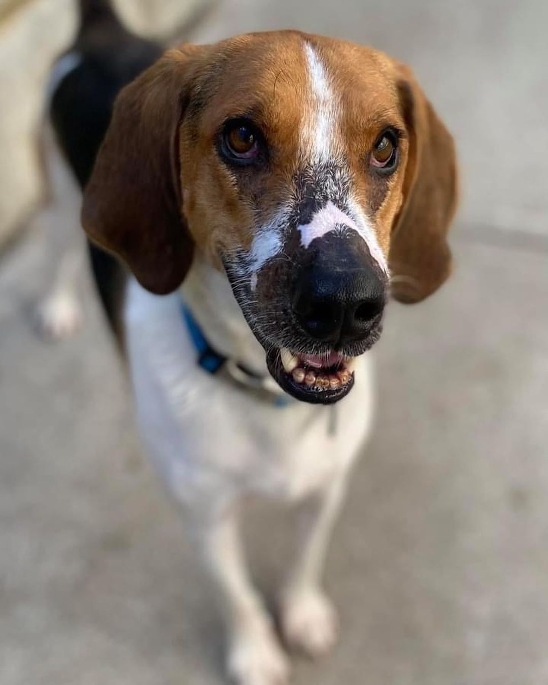 Several years ago we rescued two treeing walker coonhounds with the same facial scaring. Bertie was found and rescued by us and two weeks later Duke showed up so we took him too. 
True to their breed they were very gentle and were both adopted quickly.
Duke is back with us and while this makes us sad , it allowed us to take care of his veterinary needs which sadly lapsed after he left us. 
Duke is currently being treated for Lyme disease and brought UTD on shots. Lyme disease is totally preventable and curable in dogs. We encourage everyone to take their dogs in at least once a year for a simple 4 DX test that tests for not only heartworm disease but all tickbourne illnesses. Please use flea and tick prevention too because ticks are all over!! 

We are looking for a foster or forever home for Duke. He loves other dogs too!!! 
.
.
.

<a target='_blank' href='https://www.instagram.com/explore/tags/adoptabledogsofnj/'>#adoptabledogsofnj</a> <a target='_blank' href='https://www.instagram.com/explore/tags/fureverhome/'>#fureverhome</a> <a target='_blank' href='https://www.instagram.com/explore/tags/morriscountynj/'>#morriscountynj</a> <a target='_blank' href='https://www.instagram.com/explore/tags/fosterdogsofinstagram/'>#fosterdogsofinstagram</a> <a target='_blank' href='https://www.instagram.com/explore/tags/rescuedogsofinstagram/'>#rescuedogsofinstagram</a> <a target='_blank' href='https://www.instagram.com/explore/tags/rescuedogsofnj/'>#rescuedogsofnj</a> <a target='_blank' href='https://www.instagram.com/explore/tags/dogsofnj/'>#dogsofnj</a> <a target='_blank' href='https://www.instagram.com/explore/tags/adoptdontshop/'>#adoptdontshop</a> <a target='_blank' href='https://www.instagram.com/explore/tags/adopt/'>#adopt</a> <a target='_blank' href='https://www.instagram.com/explore/tags/savethemall/'>#savethemall</a> <a target='_blank' href='https://www.instagram.com/explore/tags/newjerseydogs/'>#newjerseydogs</a> <a target='_blank' href='https://www.instagram.com/explore/tags/adoptionrocks/'>#adoptionrocks</a> <a target='_blank' href='https://www.instagram.com/explore/tags/instarescue/'>#instarescue</a> <a target='_blank' href='https://www.instagram.com/explore/tags/instaadopt/'>#instaadopt</a> <a target='_blank' href='https://www.instagram.com/explore/tags/fosterfamily/'>#fosterfamily</a> <a target='_blank' href='https://www.instagram.com/explore/tags/rescueismyfavoritebreed/'>#rescueismyfavoritebreed</a> <a target='_blank' href='https://www.instagram.com/explore/tags/newlife/'>#newlife</a> <a target='_blank' href='https://www.instagram.com/explore/tags/allbreedswithallneeds/'>#allbreedswithallneeds</a> <a target='_blank' href='https://www.instagram.com/explore/tags/njshpetrescue/'>#njshpetrescue</a> <a target='_blank' href='https://www.instagram.com/explore/tags/fosteringsaveslives/'>#fosteringsaveslives</a> <a target='_blank' href='https://www.instagram.com/explore/tags/adoptme/'>#adoptme</a>