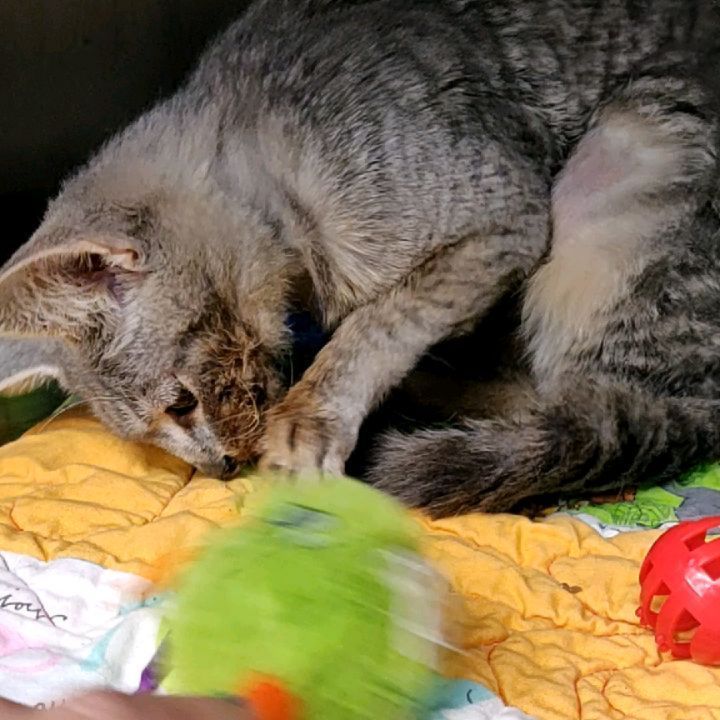 Grey is asking if she has anything on her face. 🍝🍕🥩 Should we tell her?! All jokes aside, with a face like this, and a larger than life personality, this kitty is destined to be the next feline Instagram star! ⭐

So, you're probably wondering... why the messy eater? Grey was born with malocclusion, or the misalignment of her teeth, causing her to have an overbite. This does not cause her any harm, and she has a hearty appetite! She simply requires a little face cleaning post-meal.

Grey was originally transferred in from @adoptable_dogs_of_vbac and has been waiting for a home since October.  Make sure you swipe ⬅️ to see her personality in action! ❤️