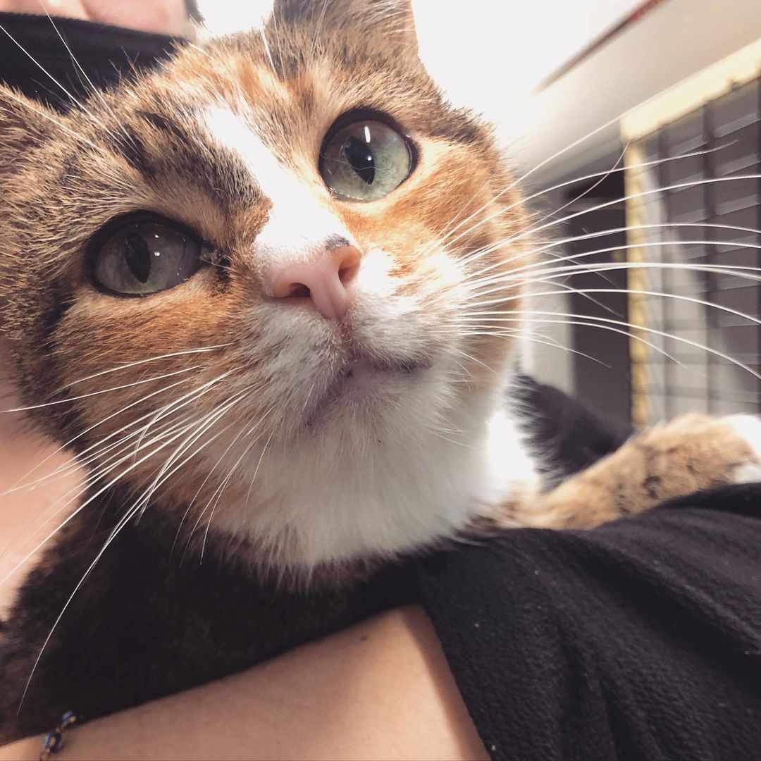 As part of adopt a Senior Cat month 🐈🐈‍⬛, here are Butter and Brie, a bonded sister pair who need to be adopted together! They are both super sweet and affectionate: Brie loves to be held and Butter loves following people around asking to be pet! Visit them at Ollie’s Place! 🕐 Weekdays 5:30-8pm, Weekends: 12-5pm <a target='_blank' href='https://www.instagram.com/explore/tags/adoptseniorpets/'>#adoptseniorpets</a>