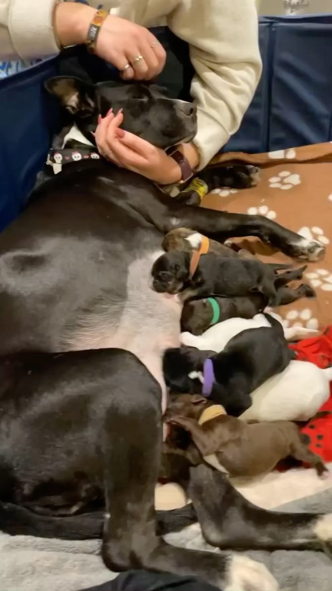 We know this is the content you’re here for! Look how great of a momma Sadie is 🥺🥺

<a target='_blank' href='https://www.instagram.com/explore/tags/strongpawsrescue/'>#strongpawsrescue</a> <a target='_blank' href='https://www.instagram.com/explore/tags/sadiestrong/'>#sadiestrong</a> <a target='_blank' href='https://www.instagram.com/explore/tags/liftheavyrescuedogs/'>#liftheavyrescuedogs</a>  <a target='_blank' href='https://www.instagram.com/explore/tags/ohshitlegday/'>#ohshitlegday</a> <a target='_blank' href='https://www.instagram.com/explore/tags/quadsandcanines/'>#quadsandcanines</a> <a target='_blank' href='https://www.instagram.com/explore/tags/thickthighssavelives/'>#thickthighssavelives</a> <a target='_blank' href='https://www.instagram.com/explore/tags/communityoutreach/'>#communityoutreach</a> <a target='_blank' href='https://www.instagram.com/explore/tags/iheartoneonta/'>#iheartoneonta</a> <a target='_blank' href='https://www.instagram.com/explore/tags/fundraise/'>#fundraise</a> <a target='_blank' href='https://www.instagram.com/explore/tags/donate/'>#donate</a> <a target='_blank' href='https://www.instagram.com/explore/tags/advocacy/'>#advocacy</a> <a target='_blank' href='https://www.instagram.com/explore/tags/rescue/'>#rescue</a> <a target='_blank' href='https://www.instagram.com/explore/tags/animalrescue/'>#animalrescue</a> <a target='_blank' href='https://www.instagram.com/explore/tags/dog/'>#dog</a> <a target='_blank' href='https://www.instagram.com/explore/tags/adoptdontshop/'>#adoptdontshop</a> <a target='_blank' href='https://www.instagram.com/explore/tags/dogrescue/'>#dogrescue</a> <a target='_blank' href='https://www.instagram.com/explore/tags/newyork/'>#newyork</a> <a target='_blank' href='https://www.instagram.com/explore/tags/nyc/'>#nyc</a> <a target='_blank' href='https://www.instagram.com/explore/tags/oneonta/'>#oneonta</a> <a target='_blank' href='https://www.instagram.com/explore/tags/strength/'>#strength</a>  <a target='_blank' href='https://www.instagram.com/explore/tags/strengthathlete/'>#strengthathlete</a> <a target='_blank' href='https://www.instagram.com/explore/tags/lifter/'>#lifter</a> <a target='_blank' href='https://www.instagram.com/explore/tags/powerlifter/'>#powerlifter</a> <a target='_blank' href='https://www.instagram.com/explore/tags/strongman/'>#strongman</a> <a target='_blank' href='https://www.instagram.com/explore/tags/strongwoman/'>#strongwoman</a> <a target='_blank' href='https://www.instagram.com/explore/tags/gains/'>#gains</a> <a target='_blank' href='https://www.instagram.com/explore/tags/support/'>#support</a> <a target='_blank' href='https://www.instagram.com/explore/tags/rescuedogsofinstagram/'>#rescuedogsofinstagram</a> <a target='_blank' href='https://www.instagram.com/explore/tags/fosterdogsofinstagram/'>#fosterdogsofinstagram</a>