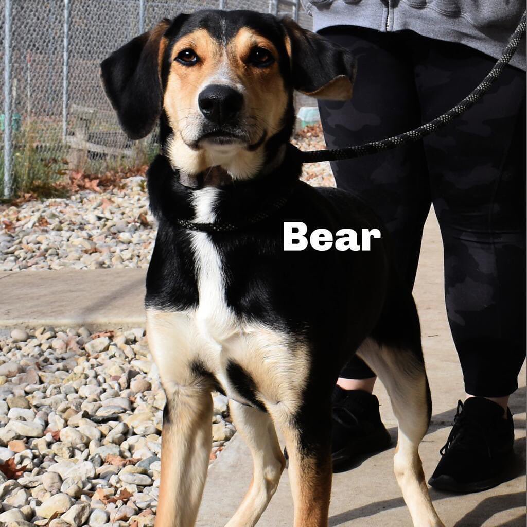 Bear here! I am a 9 month old neutered male Large Mixed breed. I am such a cuddle bug and love to snuggle. I also enjoy romping around outside with my doggie and people friends. I do great with people of all ages, other pups and even kitties! If interested in adopting me please find me on the website under 