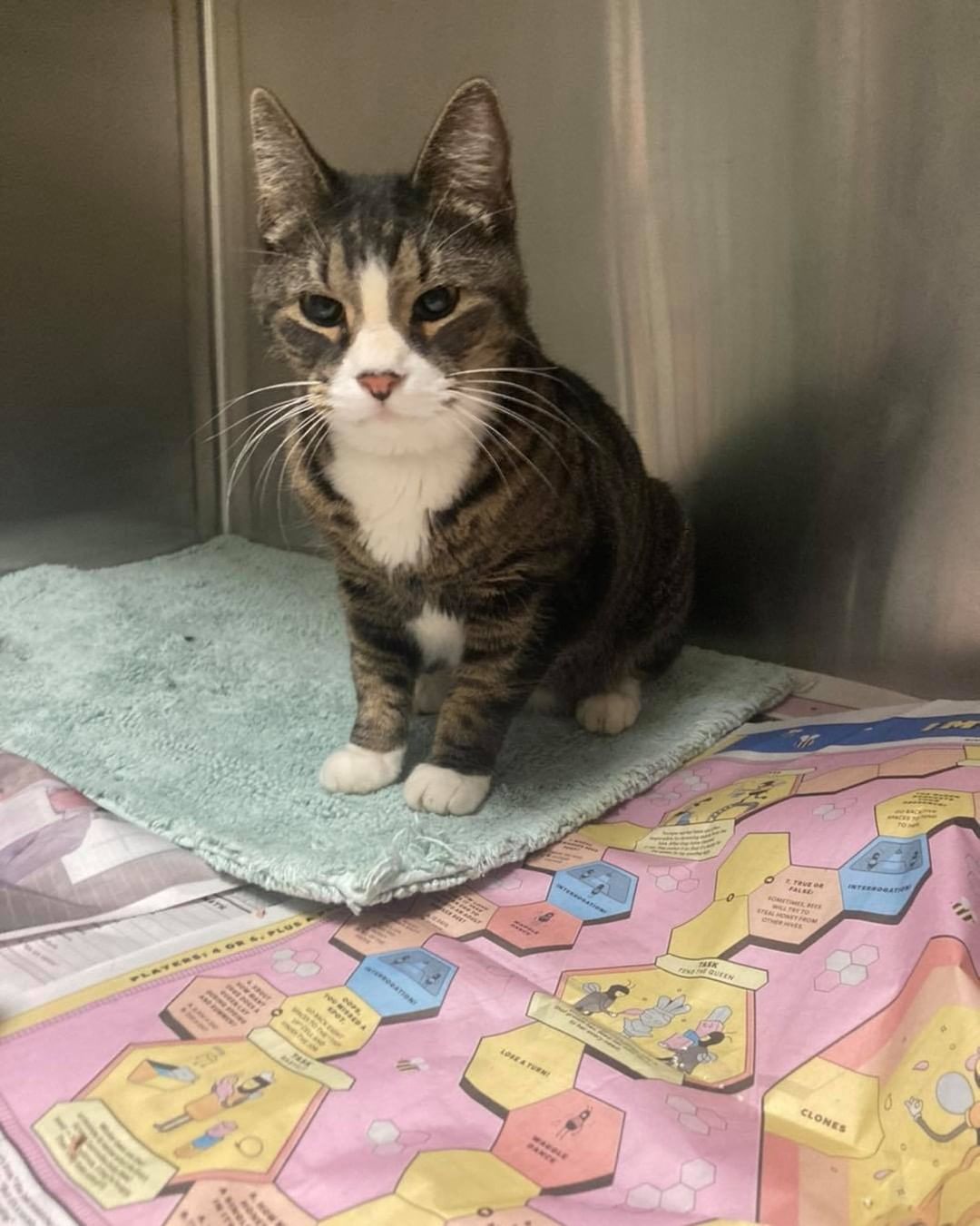 Found cats..
Orange cat found on Kelley St.
Female tabby cat found on Mary Ann Rd.
Female black and white cat found on Wilson St.
If you know where we belong, please call the shelter at 603-628-3544.