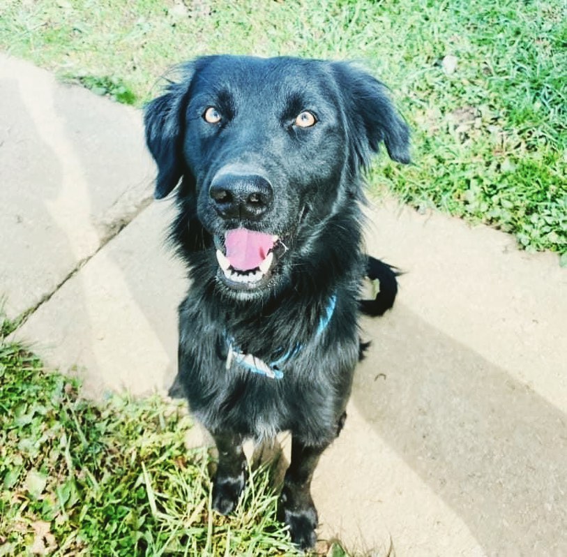 We have two of the sweetest puppers available for adoption ❤️ Lobo and Jill are siblings and bonded to each other. They are so sweet and love people! 
They are crate trained, house broken and walk on leashes. They know how to chase balls but not how to bring them back 

They are thrilled to be couch potatoes or happy to run through the yard and play with each other. 

Whoever adopts these two beauties will be hitting the jackpot. 

We introduced them to cats and they completely ignored them. With appropriate dog intros they are dog friendly but Jill takes some time to warm up. 

They are a little skittish so no young children please. 

If you are interested in adopting or viewing our available dogs, please visit crossyourpaws.com. 

If you have an application on file- please message us on Facebook -do not email! 

We are a 100% volunteer 501c3 and rely solely on donations of our supporters and volunteers. 

The website is always kept up to date on which dogs are still available! If the dog you are interested in isn’t on the website, then we are no longer accepting applications.

<a target='_blank' href='https://www.instagram.com/explore/tags/SubaruLovesPets/'>#SubaruLovesPets</a> <a target='_blank' href='https://www.instagram.com/explore/tags/KennyRossSubaru/'>#KennyRossSubaru</a> <a target='_blank' href='https://www.instagram.com/explore/tags/adoptdontshop/'>#adoptdontshop</a> <a target='_blank' href='https://www.instagram.com/explore/tags/bordercolliesofinstagram/'>#bordercolliesofinstagram</a> <a target='_blank' href='https://www.instagram.com/explore/tags/bordercollie/'>#bordercollie</a> <a target='_blank' href='https://www.instagram.com/explore/tags/flatcoatedretrieversofinstagram/'>#flatcoatedretrieversofinstagram</a> <a target='_blank' href='https://www.instagram.com/explore/tags/flatcoatedretriever/'>#flatcoatedretriever</a> <a target='_blank' href='https://www.instagram.com/explore/tags/cyprescue/'>#cyprescue</a> <a target='_blank' href='https://www.instagram.com/explore/tags/crossyourpaws/'>#crossyourpaws</a> <a target='_blank' href='https://www.instagram.com/explore/tags/crossyourpawsrescue/'>#crossyourpawsrescue</a> <a target='_blank' href='https://www.instagram.com/explore/tags/rescue/'>#rescue</a>  <a target='_blank' href='https://www.instagram.com/explore/tags/muttsofinstagram/'>#muttsofinstagram</a> <a target='_blank' href='https://www.instagram.com/explore/tags/dogsofinstagram/'>#dogsofinstagram</a> <a target='_blank' href='https://www.instagram.com/explore/tags/dogsofinsta/'>#dogsofinsta</a> <a target='_blank' href='https://www.instagram.com/explore/tags/instadog/'>#instadog</a> <a target='_blank' href='https://www.instagram.com/explore/tags/instagramdogs/'>#instagramdogs</a> <a target='_blank' href='https://www.instagram.com/explore/tags/rescuedogsofinstagram/'>#rescuedogsofinstagram</a> <a target='_blank' href='https://www.instagram.com/explore/tags/adoptdontshop/'>#adoptdontshop</a> <a target='_blank' href='https://www.instagram.com/explore/tags/dogsofpittsburgh/'>#dogsofpittsburgh</a> <a target='_blank' href='https://www.instagram.com/explore/tags/pittsburghdogs/'>#pittsburghdogs</a> <a target='_blank' href='https://www.instagram.com/explore/tags/rescuedog/'>#rescuedog</a> <a target='_blank' href='https://www.instagram.com/explore/tags/spayandneuter/'>#spayandneuter</a> <a target='_blank' href='https://www.instagram.com/explore/tags/fosteringsaveslives/'>#fosteringsaveslives</a> <a target='_blank' href='https://www.instagram.com/explore/tags/rescuedismyfavoritebreed/'>#rescuedismyfavoritebreed</a>