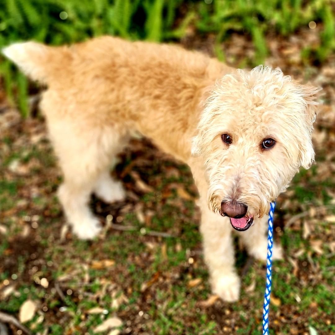 I might be a bit biased... because I looove a big goofy dog... but DENALI is perfect!!

Your guess is as good as mine when it comes to his breed. We've been told Standard Poodle, Airedale Terrier, Wolfhound or any mix in between.  But I do know he's 💯% Lovebug.

He's a big boy.... big yard a must! He's about 2 years old and very sweet.  But he's part Tigger and bouncing is his favorite thing to do,  so small children prob not best match.  He doesn't know how big he is,  and will absolutely sit on you to snuggle and watch TV, while you struggle to breath LOL. Plays well with other dogs, likes care rides, makes a sloppy mess when drinking... but who doesn't!! 

Don't miss out!! Won't last

https://bluetails.org/adoption-application