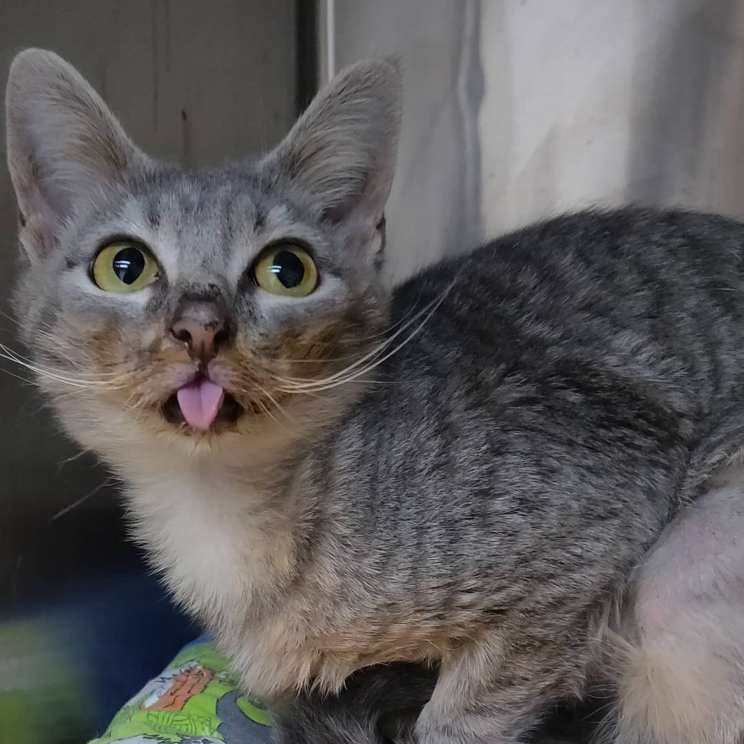 Grey is asking if she has anything on her face. 🍝🍕🥩 Should we tell her?! All jokes aside, with a face like this, and a larger than life personality, this kitty is destined to be the next feline Instagram star! ⭐

So, you're probably wondering... why the messy eater? Grey was born with malocclusion, or the misalignment of her teeth, causing her to have an overbite. This does not cause her any harm, and she has a hearty appetite! She simply requires a little face cleaning post-meal.

Grey was originally transferred in from @adoptable_dogs_of_vbac and has been waiting for a home since October.  Make sure you swipe ⬅️ to see her personality in action! ❤️