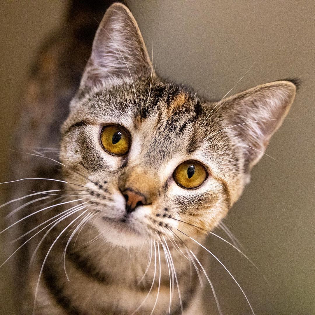 **Update: adopted!**

Who has the better head tilt- Eli or Erin? 🐱
These two cuties came to us from a recent southern transport through our friends at the @aspca’s relocation program and have instantly become a staff & volunteer favorite. If you’re looking for a cat with an outgoing personality, Eli or Erin could be the perfect fit for you! Call our Dedham location today at 617-426-9170 to set up an appointment to meet them! 

Fun Fact: <a target='_blank' href='https://www.instagram.com/explore/tags/didyouknow/'>#didyouknow</a>, thanks to a collaboration with the @aspca’s relocation program, over 165 cats and dogs have been adopted through our three Animal Care & Adoption Centers so far this year ❤️ 
.
.
.
.
.
Image description: photo shows a white and black cat tilting his head at the camera, and a brown tabby kitten tilting her head.