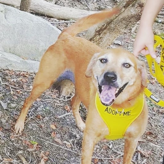 Molly, a Labrador Retriever & Great Pyrenees Mix. Don't be fooled by her age ( 7-8 years old) as this lady enjoys hiking and running. Since she also LOVES kids and lets kids hug all over her, she would make a great family member. Her affectionate nature also means she gives lots of kisses. She is house trained, good on the leash, as well as being EXCEPTIONONALLY CALM and sweet.
Molly can be dog selective so she would prefer a home without other animals.

Molly will be arriving mid-December to NJ-PA

If you email us, please check the spam folder for our reply.

To adopt, please fill out the adoption application - copy the link into your browser
https://form.jotform.com/210286667669167

<a target='_blank' href='https://www.instagram.com/explore/tags/fosterdog/'>#fosterdog</a> <a target='_blank' href='https://www.instagram.com/explore/tags/adoptdontshop/'>#adoptdontshop</a> <a target='_blank' href='https://www.instagram.com/explore/tags/adoptme/'>#adoptme</a>