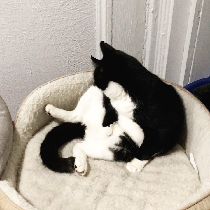 Happy Wednesday! Harry is looking quite contemplative in the first photo. He is another one of our senior cats who’s been at Ollie’s for way too long. He always looks spiffy in his tuxedo, and loves giving and receiving love. Visit him at Ollie’s Place: 🕦 Weekdays 5:30-8pm, Weekends 12-5pm <a target='_blank' href='https://www.instagram.com/explore/tags/adoptseniorpets/'>#adoptseniorpets</a>