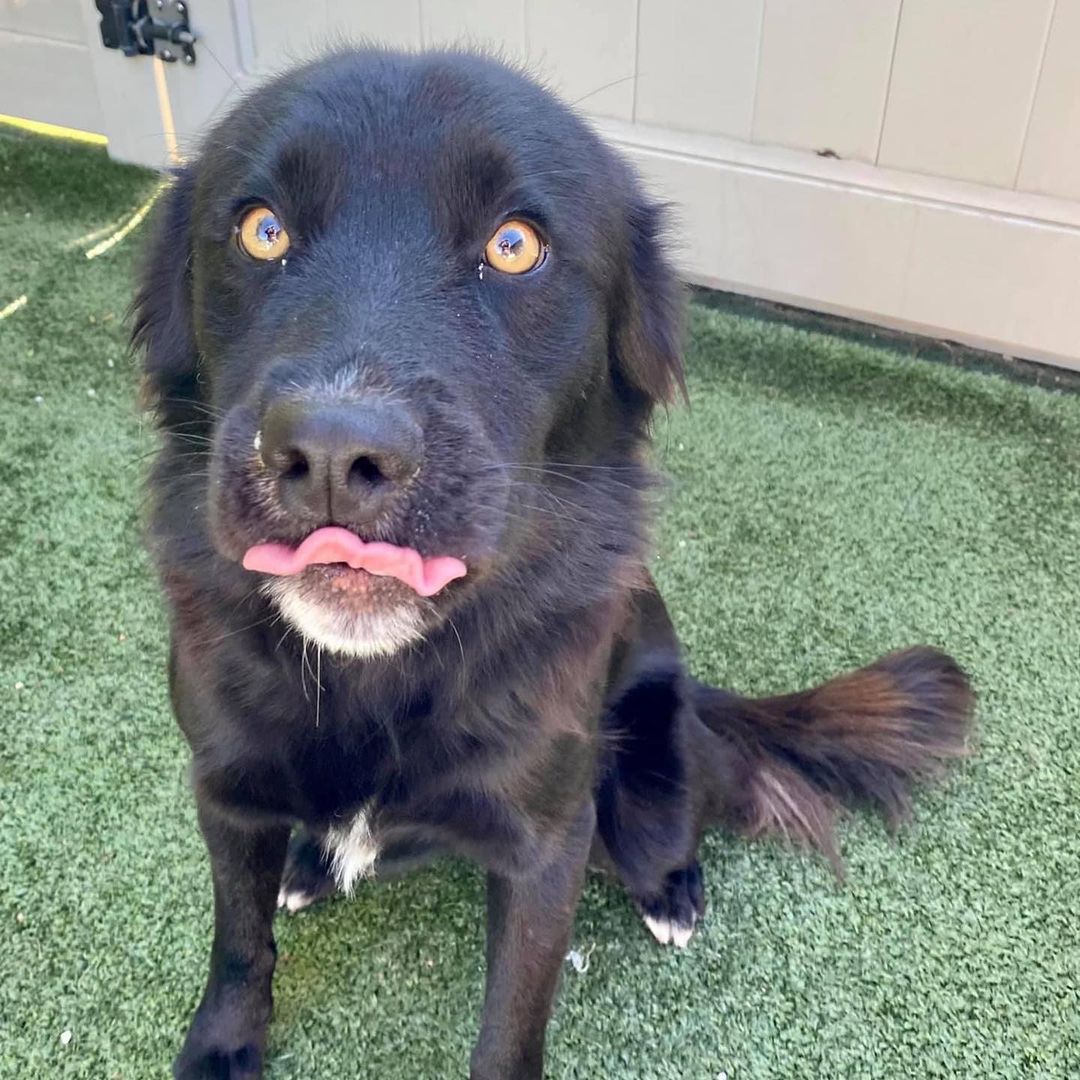 Wow, this boy is a stunner! I don’t know what’s more striking, his golden eyes or that fluffy black fur. Say hello to handsome as heck Hawk! 🖤

Hawk is a very snuggly, loving 3 year old boy who is smaller than he looks at just 37 pounds. He gets along great with other dogs and people and is a little toooo interested in cats so would do best in a feline-free home. He walks well on a leash and loves playtime in the yard or on a hike/walk/run. 🖤

Hawk is a very sweet cuddler and is sure to keep you warm on these cool fall nights. Make him yours today!! 🖤

<a target='_blank' href='https://www.instagram.com/explore/tags/adoptme/'>#adoptme</a> <a target='_blank' href='https://www.instagram.com/explore/tags/handsome/'>#handsome</a> <a target='_blank' href='https://www.instagram.com/explore/tags/stunning/'>#stunning</a> <a target='_blank' href='https://www.instagram.com/explore/tags/rescuedog/'>#rescuedog</a> <a target='_blank' href='https://www.instagram.com/explore/tags/blackdogsrock/'>#blackdogsrock</a> <a target='_blank' href='https://www.instagram.com/explore/tags/dogsofstl/'>#dogsofstl</a> <a target='_blank' href='https://www.instagram.com/explore/tags/dogsofstlouis/'>#dogsofstlouis</a> <a target='_blank' href='https://www.instagram.com/explore/tags/thoseeyes/'>#thoseeyes</a> <a target='_blank' href='https://www.instagram.com/explore/tags/familydog/'>#familydog</a> <a target='_blank' href='https://www.instagram.com/explore/tags/mediumdog/'>#mediumdog</a> <a target='_blank' href='https://www.instagram.com/explore/tags/goodboy/'>#goodboy</a> <a target='_blank' href='https://www.instagram.com/explore/tags/cuddler/'>#cuddler</a> <a target='_blank' href='https://www.instagram.com/explore/tags/fluffy/'>#fluffy</a> <a target='_blank' href='https://www.instagram.com/explore/tags/homefortheholidays/'>#homefortheholidays</a>