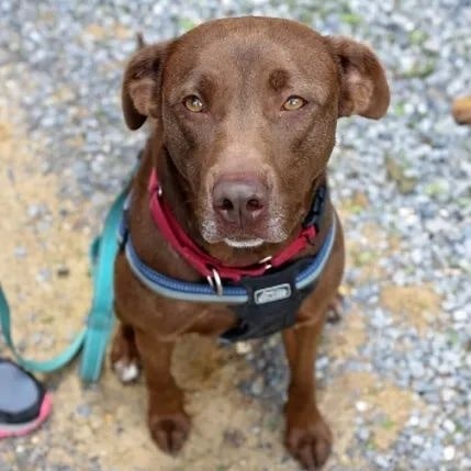 AMIE 😍🥰💚 This girl is ready to meet her forever family! Read more about her below:

Let's gooo! I'm ready! I'm Amie and I'm a lively gal! I am eager to be on the move! Want to go for a walk, a run, a hike?!? I do! 

My leash manners are continuing to improve. I'm a smiley girl and get an A+ in the wiggle butt category! I may be energetic, but I'm also enthusiastic to please and secure your attention. I am quite affectionate and enjoy a good belly rub and scratches! I'm not shy--I'll plant myself in your lap to get some loving!

My new home should have a fenced yard and experienced dog owners to help me continue to learn! I'm a fast learner and will no doubt be your bestest friend with lots of love and attention! I'm told I have the prettiest chocolate coat, and gorgeous athletic build! My bright eyes just light up when I'm with my people. Ask for me, Amie, so we can start our adventures together!! I'm wiggling with excitement to meet you!

**Applicant Requirements**
Recent dog ownership
Prefers to be the only dog
Fenced yard
No apartments or condos

PLEASE NOTE: If you are interested in this dog, the first step of the adoption process is to complete an online adoption application.
The adoption application is found on our website: https://www.greenmorerescue.org/