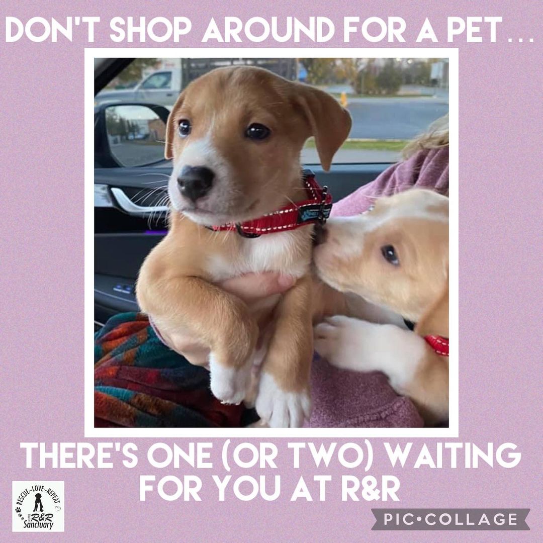 If you can’t adopt, why not foster, we are desperately in need of fosters, we pay for everything & you get all the cuddles but none of the long term commitment. 
Check out the links in our bio. PS these cuties will be available for adoption shortly.