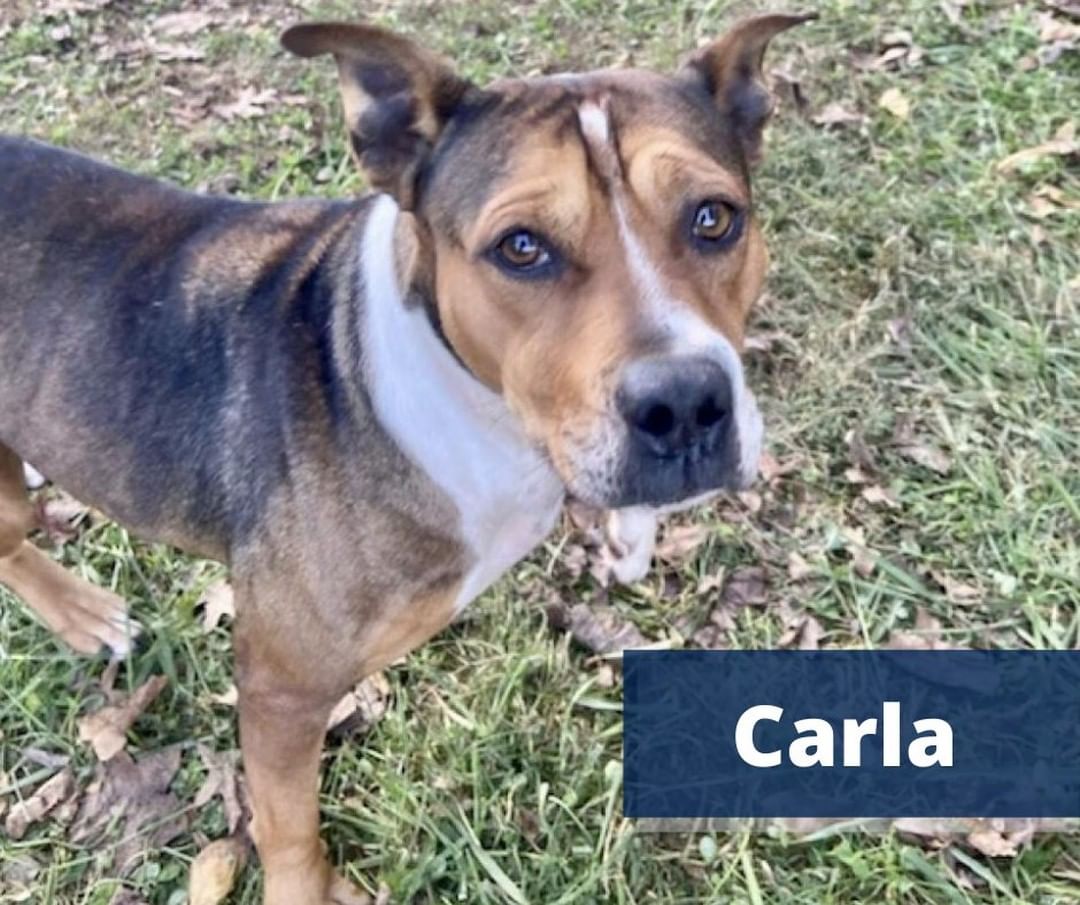 👋 We have three new rescues to introduce to you!! 

Here's what we know so far about these adorable faces: 
.
🐾  Darla, a Pit Bull Terrier and Catahoula Leopard Mix, was surrendered by her owner, and we can already tell that she is full of love and affection! Even though Darla is a senior, she loves running around, playing with other dogs, and has puppy-like energy. 

🐾 Andy, also surrendered by his owner, is a Plott Hound Mixed breed. He has such a gentle soul and always wants to be right by your side. Andy loves being with people, playing with his favorite toys, and running around with other dogs.
.
🐾 Carla, a Pit Bull Terrier Mix, was found as a stray. She looks super cute when she gets the zoomies and loves playing with other dogs. Carla can be timid around new people at first, but once she gets to know you, that's when her outgoing personality shines through.
.
.
<a target='_blank' href='https://www.instagram.com/explore/tags/TheirVoiceRescue/'>#TheirVoiceRescue</a> <a target='_blank' href='https://www.instagram.com/explore/tags/AdoptDontShop/'>#AdoptDontShop</a> <a target='_blank' href='https://www.instagram.com/explore/tags/RescueDogs/'>#RescueDogs</a> <a target='_blank' href='https://www.instagram.com/explore/tags/AnimalRescue/'>#AnimalRescue</a> <a target='_blank' href='https://www.instagram.com/explore/tags/MakeChangeTogether/'>#MakeChangeTogether</a> <a target='_blank' href='https://www.instagram.com/explore/tags/AnimalNonprofits/'>#AnimalNonprofits</a> <a target='_blank' href='https://www.instagram.com/explore/tags/HappyTales/'>#HappyTales</a> <a target='_blank' href='https://www.instagram.com/explore/tags/LifeYourBestLife/'>#LifeYourBestLife</a>