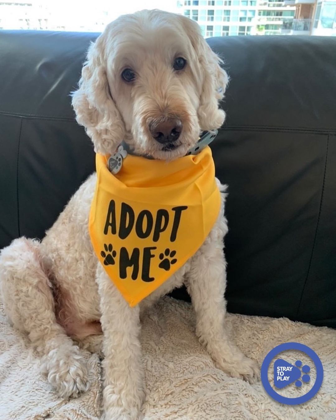 Sammy would like to let you know that November is <a target='_blank' href='https://www.instagram.com/explore/tags/adoptaseniorpetmonth/'>#adoptaseniorpetmonth</a> and he’s still waiting to find his forever home. While age is just a number, Sammy’s 13th birthday is also coming up at the end of the month. Wouldn’t it be amazing for him to celebrate his birthday with his forever family?!

Sammy’s foster mom says that you would never know he’s an older boy. She describes him as sweet, very smart and that he makes a great companion! 

His favourite hobbies include: naptime, exploring new parks, meeting new people, eating beef-flavoured treats and keeping you company while you watch TV. Talk about too good to be true!

To find out more about Sammy, or apply to adopt, click the link in our bio to visit our website. 

<a target='_blank' href='https://www.instagram.com/explore/tags/adoptapet/'>#adoptapet</a> <a target='_blank' href='https://www.instagram.com/explore/tags/opttoadopt/'>#opttoadopt</a> <a target='_blank' href='https://www.instagram.com/explore/tags/adoptdontshop/'>#adoptdontshop</a> <a target='_blank' href='https://www.instagram.com/explore/tags/straytoplay/'>#straytoplay</a> <a target='_blank' href='https://www.instagram.com/explore/tags/rescuedog/'>#rescuedog</a> <a target='_blank' href='https://www.instagram.com/explore/tags/torontodogs/'>#torontodogs</a> <a target='_blank' href='https://www.instagram.com/explore/tags/ontariorescuedogs/'>#ontariorescuedogs</a> <a target='_blank' href='https://www.instagram.com/explore/tags/seniordog/'>#seniordog</a>