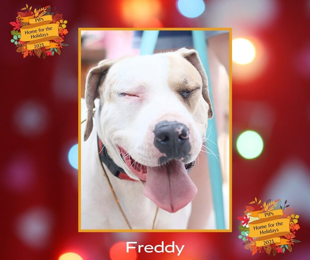 Help us get Freddy Home for the Holidays! He has been waiting a long time for his forever family to find him, so we decided to do something special to help. Until 11/22/2021, $100 of Freddy’s adoption fee will be sponsored by our Board of Directors and, Freddy’s lucky new family will also get a post-adoption training session sponsored by Sally Said So! Professional Dog Training that will be focused on successfully making this special guy part of the family. To find out how you can apply to adopt Freddy go to pipsrescue.org.

A huge thank you to Five Freedoms Photography for taking beautiful pictures of our PIPs and to Sally Said So! Professional Dog Training for helping our PIPs get off to the best possible start in their new homes. We appreciate you so very much!