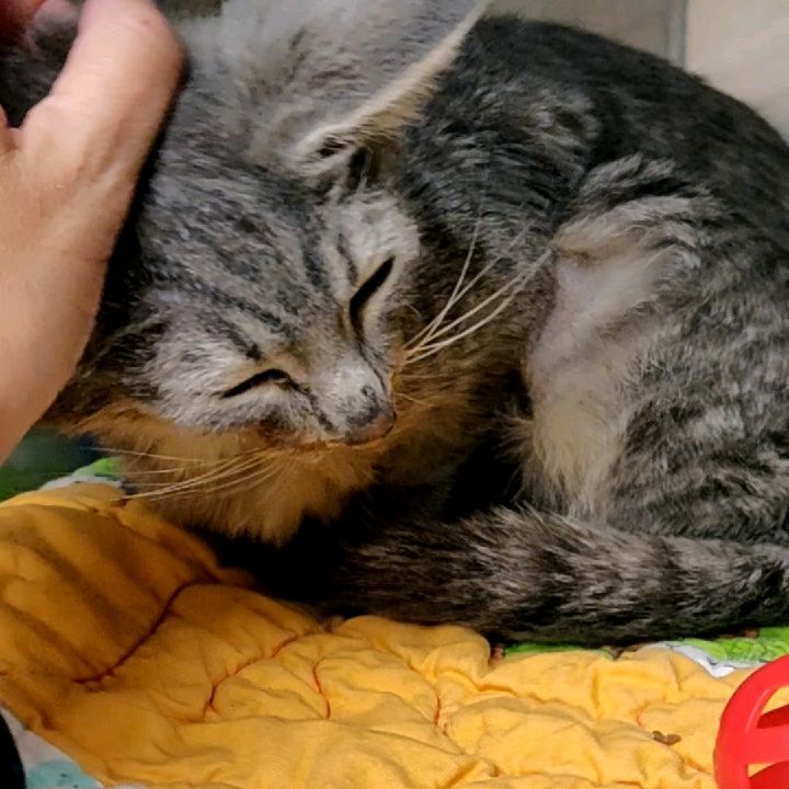 Grey is asking if she has anything on her face. 🍝🍕🥩 Should we tell her?! All jokes aside, with a face like this, and a larger than life personality, this kitty is destined to be the next feline Instagram star! ⭐

So, you're probably wondering... why the messy eater? Grey was born with malocclusion, or the misalignment of her teeth, causing her to have an overbite. This does not cause her any harm, and she has a hearty appetite! She simply requires a little face cleaning post-meal.

Grey was originally transferred in from @adoptable_dogs_of_vbac and has been waiting for a home since October.  Make sure you swipe ⬅️ to see her personality in action! ❤️