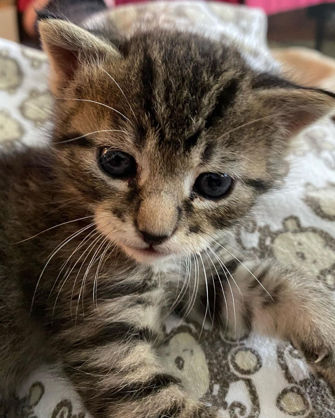 Pumpkin has grown so much in four weeks. Ready to find her forever home for Christmas