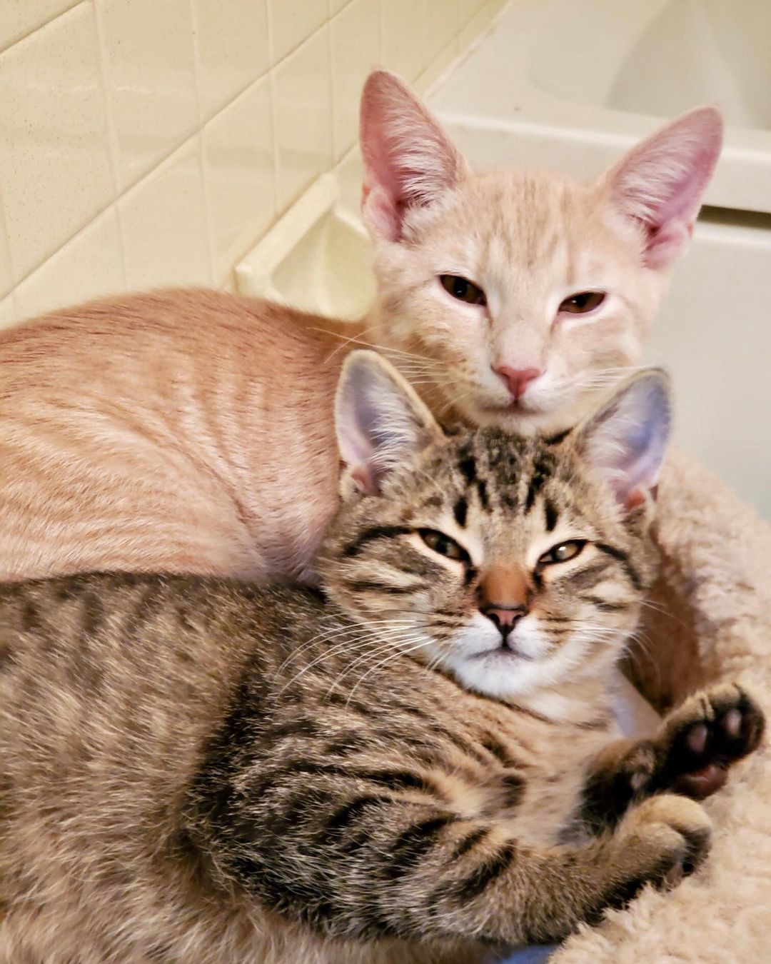 Patriot and his foster brother Kio.  What a great combination if they are adopted together, you get a Manx mix and an American Bobtail mix, a tail and a bobtail, and two boys to keep you entertained.  Plus a discounted adoption fee!
www.taillesscatrescue.com  <a target='_blank' href='https://www.instagram.com/explore/tags/manxcat/'>#manxcat</a> <a target='_blank' href='https://www.instagram.com/explore/tags/bobtailcat/'>#bobtailcat</a> <a target='_blank' href='https://www.instagram.com/explore/tags/northcarolina/'>#northcarolina</a> <a target='_blank' href='https://www.instagram.com/explore/tags/kittensofinstagram/'>#kittensofinstagram</a>