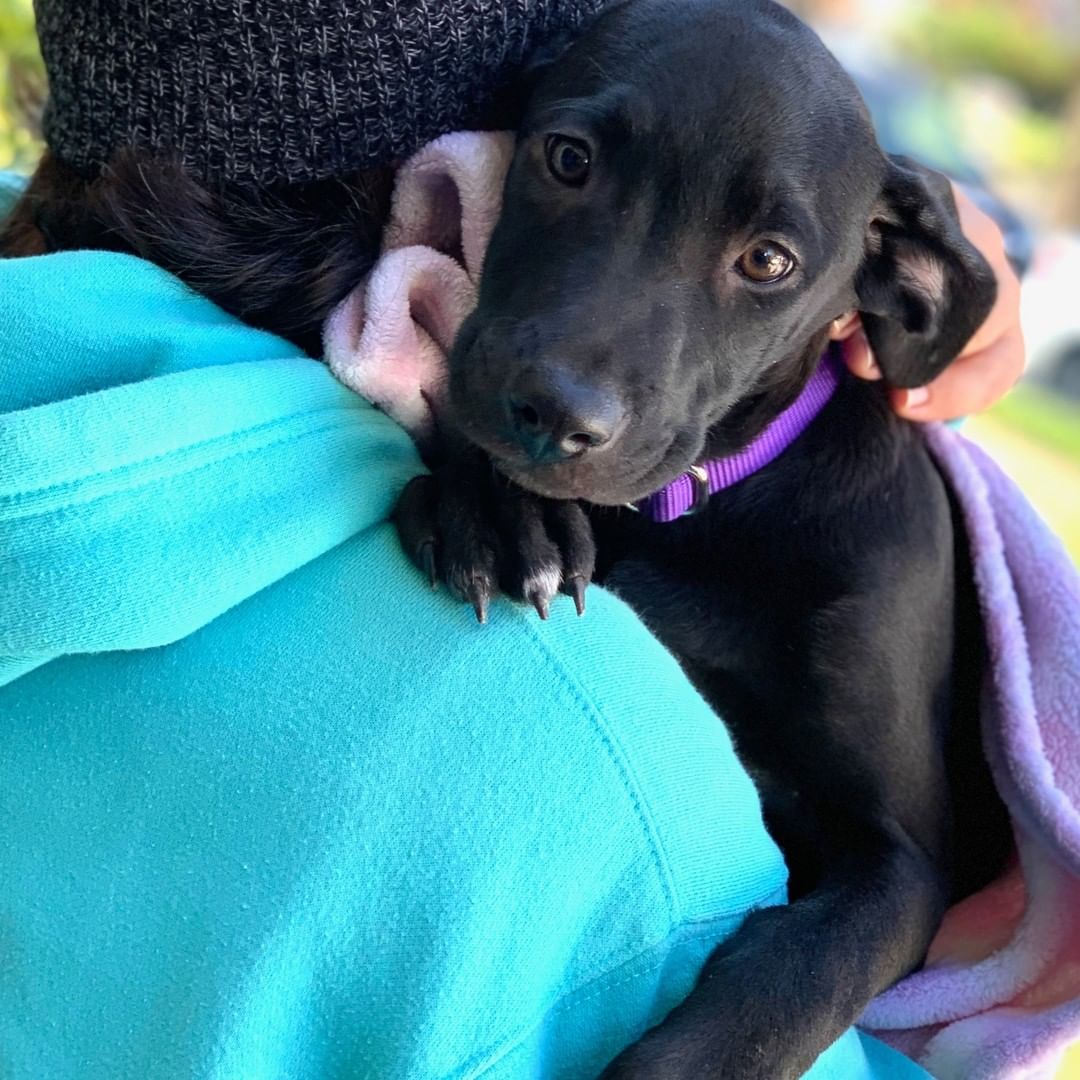 If you're asking yourself how could one small creature be SO adorable, we're right there with you! Athena is a 12 week old, 14 lb Lab/Pit mix (best guess!) who is very playful and loves attention. She gets along very well with other dogs, hasn't had any accidents in the house, sleeps quietly in her crate during the night, and loves rope toys and exploring outside. She loves snuggling up close for nap time! Kids are fine, but she's a typical nippy puppy, so they need to understand that mouthing is par for the puppy course.  She's still a baby and needs a home where someone is around during the day. Athena is microchipped, UTD with vaccines, and her adoption will be finalized upon age-appropriate spay, which is included in her adoption fee. 

To adopt, please submit an app:  http://www.olliesangelsanimalrescue.org/puppies-1

<a target='_blank' href='https://www.instagram.com/explore/tags/fureverfriends/'>#fureverfriends</a> <a target='_blank' href='https://www.instagram.com/explore/tags/olliesangelsanimalrescue/'>#olliesangelsanimalrescue</a> <a target='_blank' href='https://www.instagram.com/explore/tags/olliesangelsalum/'>#olliesangelsalum</a> <a target='_blank' href='https://www.instagram.com/explore/tags/rescuedogsofinstagram/'>#rescuedogsofinstagram</a> <a target='_blank' href='https://www.instagram.com/explore/tags/rescuedismyfavoritebreed/'>#rescuedismyfavoritebreed</a> <a target='_blank' href='https://www.instagram.com/explore/tags/rescuedismyfavouritebreed/'>#rescuedismyfavouritebreed</a> <a target='_blank' href='https://www.instagram.com/explore/tags/rescuedisthebestbreed/'>#rescuedisthebestbreed</a> <a target='_blank' href='https://www.instagram.com/explore/tags/rescuepup/'>#rescuepup</a> <a target='_blank' href='https://www.instagram.com/explore/tags/rescuepuppy/'>#rescuepuppy</a> <a target='_blank' href='https://www.instagram.com/explore/tags/rescuepups/'>#rescuepups</a> <a target='_blank' href='https://www.instagram.com/explore/tags/adopt/'>#adopt</a> <a target='_blank' href='https://www.instagram.com/explore/tags/adoptme/'>#adoptme</a> <a target='_blank' href='https://www.instagram.com/explore/tags/adoptdontshop/'>#adoptdontshop</a> <a target='_blank' href='https://www.instagram.com/explore/tags/adoptdontbuy/'>#adoptdontbuy</a> <a target='_blank' href='https://www.instagram.com/explore/tags/adoptdontshop/'>#adoptdontshop</a> <a target='_blank' href='https://www.instagram.com/explore/tags/adoptdogs/'>#adoptdogs</a> <a target='_blank' href='https://www.instagram.com/explore/tags/fosterpuppy/'>#fosterpuppy</a> <a target='_blank' href='https://www.instagram.com/explore/tags/fosterpuppies/'>#fosterpuppies</a> <a target='_blank' href='https://www.instagram.com/explore/tags/fosterpuppiesofinstagram/'>#fosterpuppiesofinstagram</a> <a target='_blank' href='https://www.instagram.com/explore/tags/fureverhome/'>#fureverhome</a> <a target='_blank' href='https://www.instagram.com/explore/tags/fureverfamily/'>#fureverfamily</a> <a target='_blank' href='https://www.instagram.com/explore/tags/fureverfriend/'>#fureverfriend</a> <a target='_blank' href='https://www.instagram.com/explore/tags/fureverfriends/'>#fureverfriends</a> <a target='_blank' href='https://www.instagram.com/explore/tags/rescuedog/'>#rescuedog</a> <a target='_blank' href='https://www.instagram.com/explore/tags/rescuedogsrock/'>#rescuedogsrock</a> <a target='_blank' href='https://www.instagram.com/explore/tags/rescuedogsofinstagram/'>#rescuedogsofinstagram</a> <a target='_blank' href='https://www.instagram.com/explore/tags/rescuedog/'>#rescuedog</a> <a target='_blank' href='https://www.instagram.com/explore/tags/muttsofinstagram/'>#muttsofinstagram</a> <a target='_blank' href='https://www.instagram.com/explore/tags/muttsrock/'>#muttsrock</a> <a target='_blank' href='https://www.instagram.com/explore/tags/rescuepuppies/'>#rescuepuppies</a>