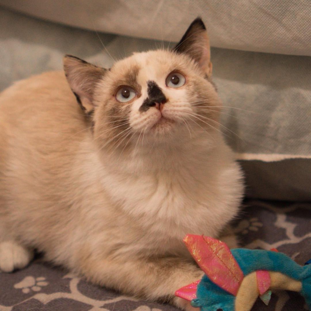 Ella is around 5 months old, sweet and a little shy in the beginning. We think she may be a ragdoll or medium hair siamese mix of a cat. She is playful with other kittens once she has gotten a chance to know them. She is chill and likes to watch people from atop the cat tree. She enjoys being petted while sitting in your lap. 

To adopt, please fill out an adoption application at https://www.threepawsrescue.org/adoption-application/

For information about adoption fee, please visit https://www.threepawsrescue.org/adoption-fees/

To learn about the adoption process, please visit https://www.threepawsrescue.org/adoption-process/

<a target='_blank' href='https://www.instagram.com/explore/tags/adoptdontshop/'>#adoptdontshop</a> <a target='_blank' href='https://www.instagram.com/explore/tags/adopt/'>#adopt</a> <a target='_blank' href='https://www.instagram.com/explore/tags/adoptme/'>#adoptme</a> <a target='_blank' href='https://www.instagram.com/explore/tags/fosteringsaveslives/'>#fosteringsaveslives</a> <a target='_blank' href='https://www.instagram.com/explore/tags/cats/'>#cats</a> <a target='_blank' href='https://www.instagram.com/explore/tags/catsofinstagram/'>#catsofinstagram</a> <a target='_blank' href='https://www.instagram.com/explore/tags/catscatscats/'>#catscatscats</a> <a target='_blank' href='https://www.instagram.com/explore/tags/adoptacat/'>#adoptacat</a> <a target='_blank' href='https://www.instagram.com/explore/tags/catstagram/'>#catstagram</a> <a target='_blank' href='https://www.instagram.com/explore/tags/adoptable/'>#adoptable</a> <a target='_blank' href='https://www.instagram.com/explore/tags/atlanta/'>#atlanta</a> <a target='_blank' href='https://www.instagram.com/explore/tags/atl/'>#atl</a> <a target='_blank' href='https://www.instagram.com/explore/tags/atlcat/'>#atlcat</a> <a target='_blank' href='https://www.instagram.com/explore/tags/rescuecat/'>#rescuecat</a> <a target='_blank' href='https://www.instagram.com/explore/tags/rescuedismyfavoritebreed/'>#rescuedismyfavoritebreed</a> <a target='_blank' href='https://www.instagram.com/explore/tags/rescuecatsofinstagram/'>#rescuecatsofinstagram</a> <a target='_blank' href='https://www.instagram.com/explore/tags/catsofig/'>#catsofig</a> <a target='_blank' href='https://www.instagram.com/explore/tags/catsofinsta/'>#catsofinsta</a> <a target='_blank' href='https://www.instagram.com/explore/tags/atlantacat/'>#atlantacat</a> <a target='_blank' href='https://www.instagram.com/explore/tags/catsofatlanta/'>#catsofatlanta</a> <a target='_blank' href='https://www.instagram.com/explore/tags/catsofatl/'>#catsofatl</a> <a target='_blank' href='https://www.instagram.com/explore/tags/atlantarescuecats/'>#atlantarescuecats</a> <a target='_blank' href='https://www.instagram.com/explore/tags/rescuecatsofatlanta/'>#rescuecatsofatlanta</a> <a target='_blank' href='https://www.instagram.com/explore/tags/kitty/'>#kitty</a> <a target='_blank' href='https://www.instagram.com/explore/tags/threepawsrescue/'>#threepawsrescue</a>