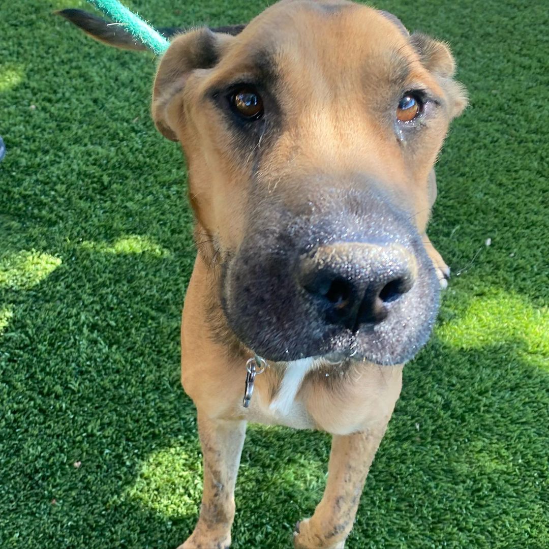 Y’all! How is it that this love bug Angel, posing as a dog, is still looking for his forever human? Literally mind blown 🤯 

He is hands down the sweetest damn pup! 

Friendly reminder, Rocky was saved from the streets of Mexico and is approximately 5 years old.

He is an Ehrlichiosis survivor which is a bacterial disease caused by ticks. 

He has chronic distemper myoclonus, causing constant contractions of the jaw leading to gum recession and bone loss. 

We have seen all the vets and specialist, exhausting all medical options for this boy; unfortunately, Rocky is medically not able to undergo anesthesia for oral surgery or neuter. It could literally kill him.

Rocky is an incredibly happy boy, gets along with all the dogs that he’s previously met, been in foster homes with and is currently with. Most don’t even mind his drool! 😆

We are looking for a long term foster (@realgoodrescue covers all costs) or a forever home for this boy to let him bask outdoors (he’ll spend 12 hours a day in the yard, his terms not ours) and receive all the love that he deserves.

Please share to help Rocky find his human/s.

If you live in the Southern California area and you/ someone you know would like to open your home to this sweet boy, please DM @terahgisolo or @realgoodrescue or email terah@realgood.dog 

Thank you in advance for spreading the good word to help this sweet boy in need.

Thank you to @breeking29 and @thecrateescape_ca for providing a temporary foster home for this nugget!

<a target='_blank' href='https://www.instagram.com/explore/tags/RealGoodRescue/'>#RealGoodRescue</a> <a target='_blank' href='https://www.instagram.com/explore/tags/RealGoodGang/'>#RealGoodGang</a>